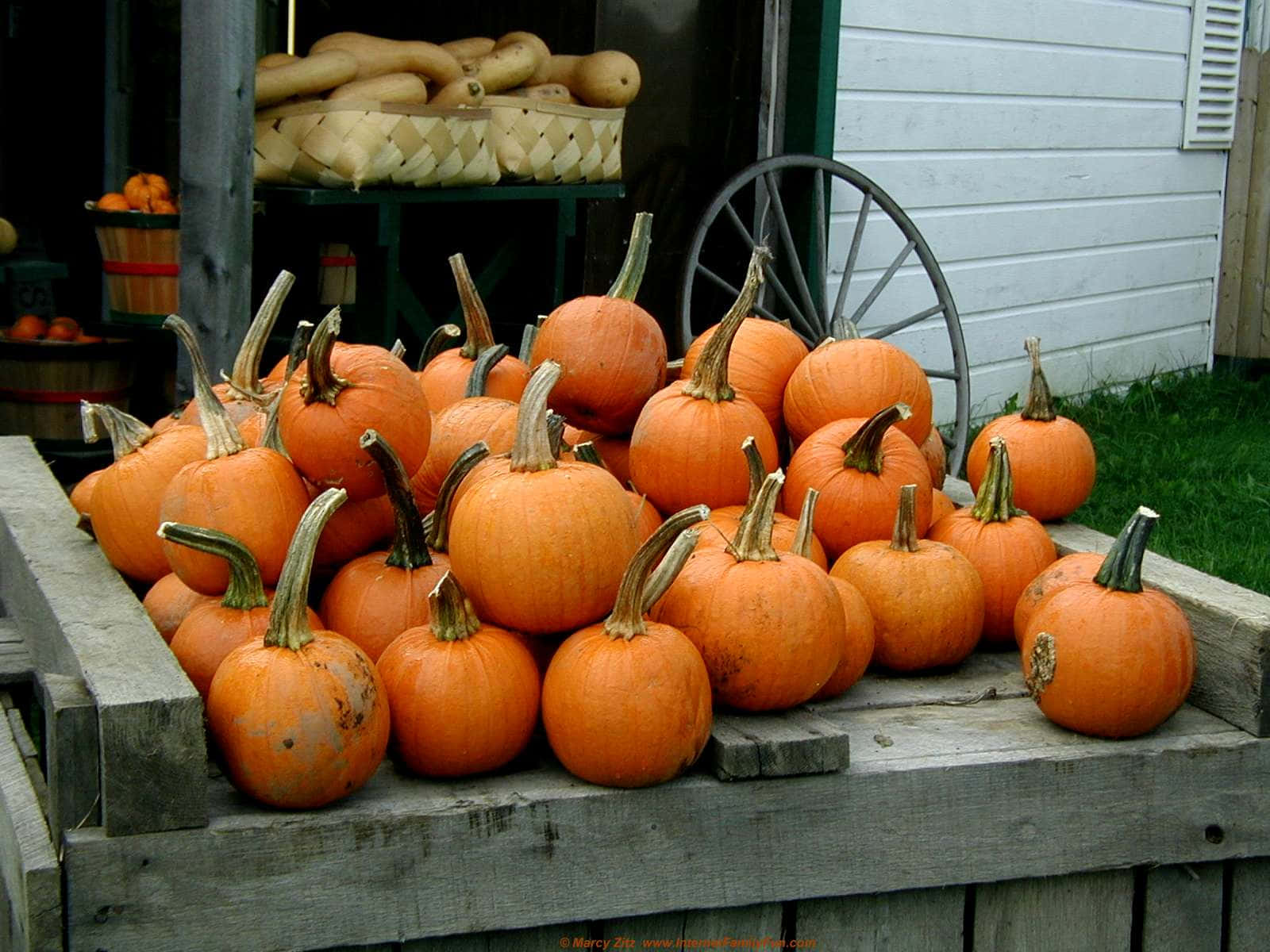 Fall Pumpkin 桌布 壁紙 — 一個質樸的木箱裝滿了鮮豔的橙色南瓜，放在白色木板建築外面，附近有一個馬車輪。