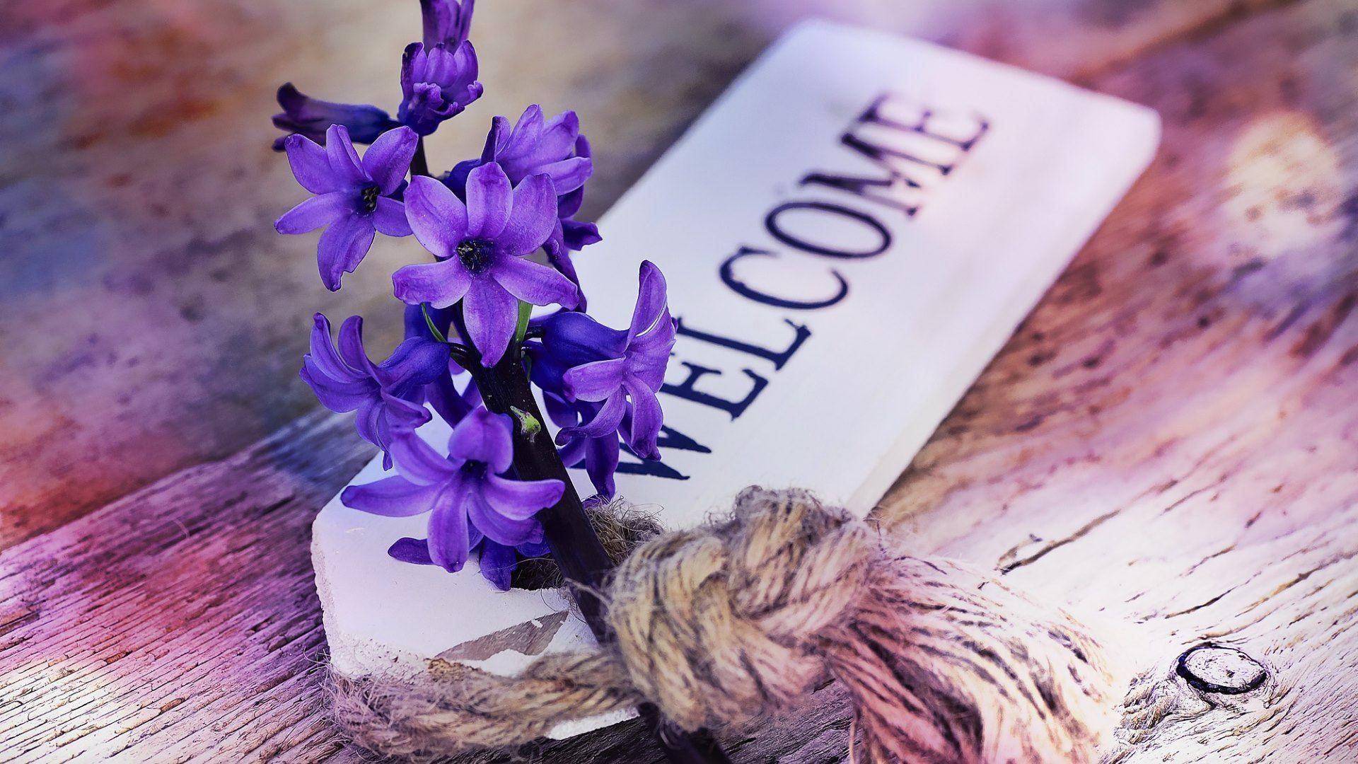 Welcome 桌布 壁紙 — 一個質樸的木製歡迎牌，飾有紫色風信子和麻繩，放置在風化的木質表面上。
