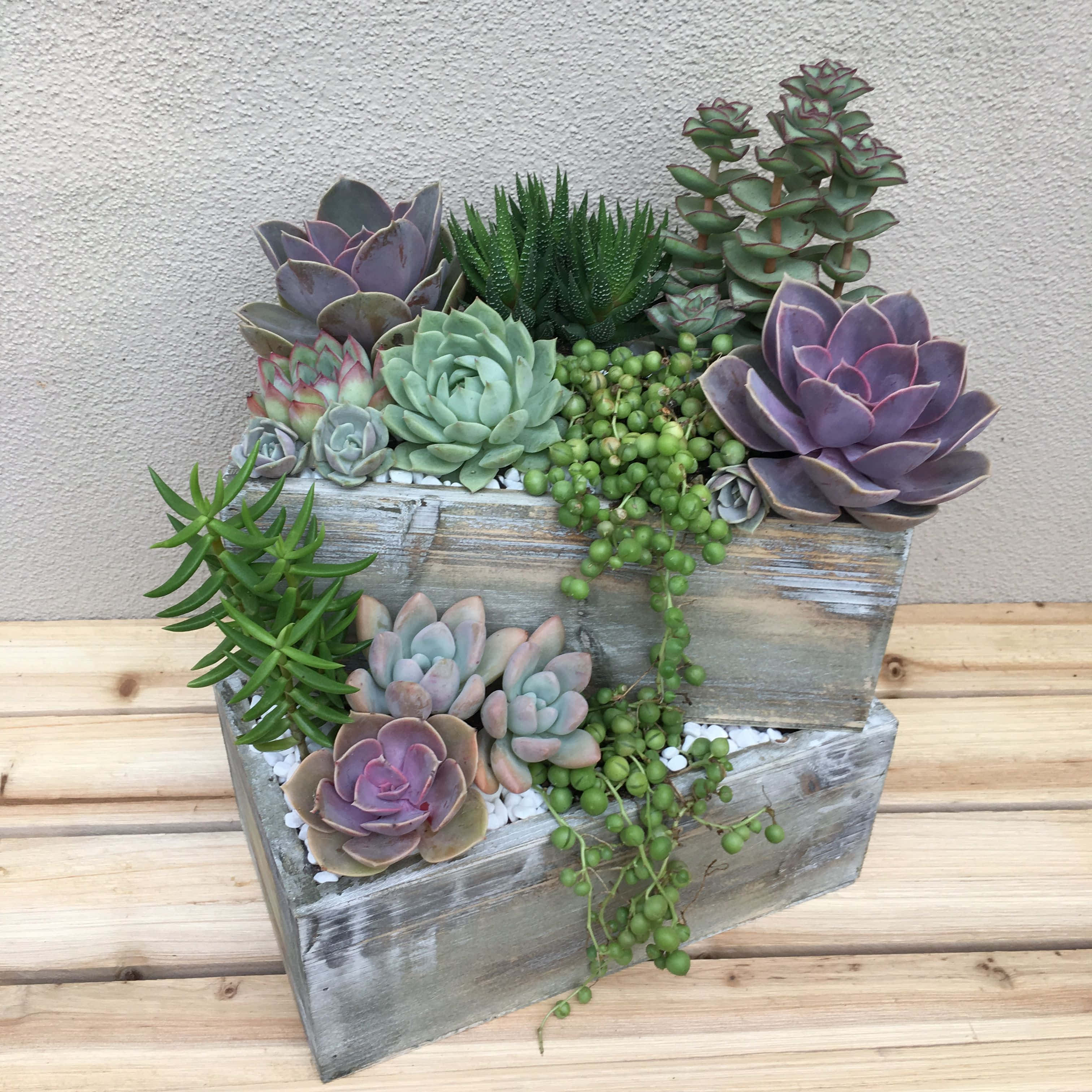 succulent 桌布 壁紙 — 一個質樸的木製花盆，種滿了色彩繽紛的多肉植物和垂下的綠色珠子，放在一張木凳上，背景是紋理牆壁。