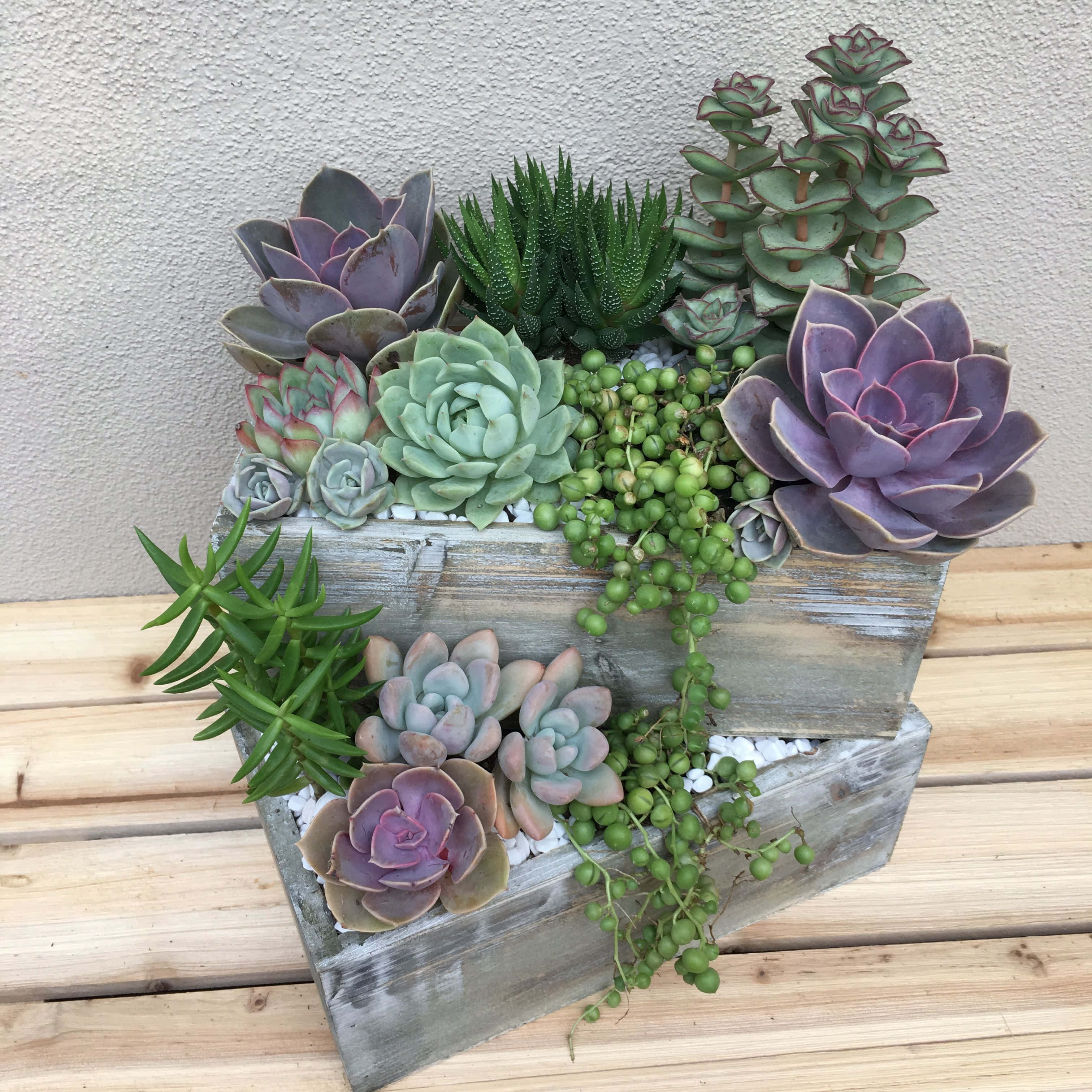 succulent 桌布 壁紙 — 一個質樸的木製花盆，種滿了色彩繽紛的多肉植物和垂下的綠色珠子，放在木甲板上，背景是紋理牆壁。