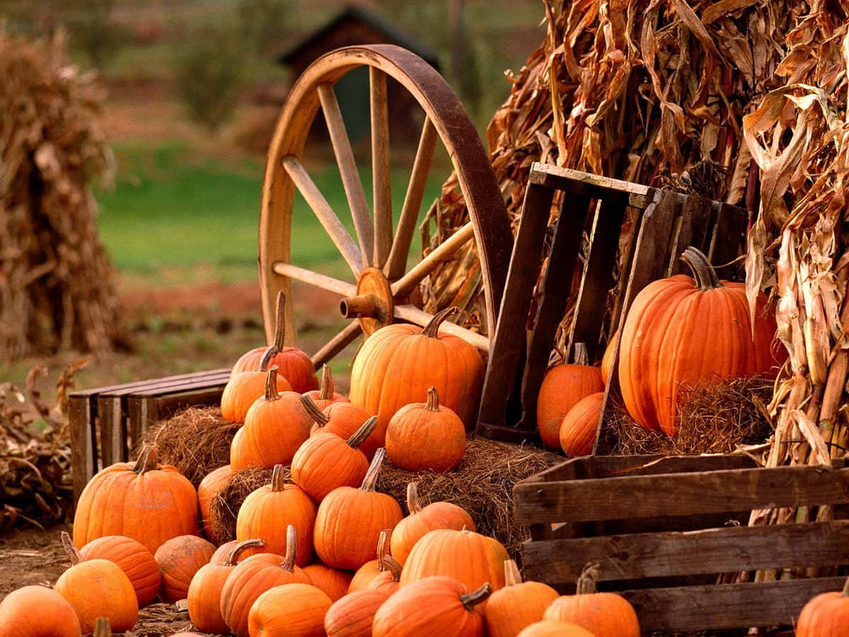 Autumn Food 桌布 壁紙 — 一個質樸的秋季場景，鮮豔的橙色南瓜堆放在木製馬車輪和乾玉米稈旁邊。