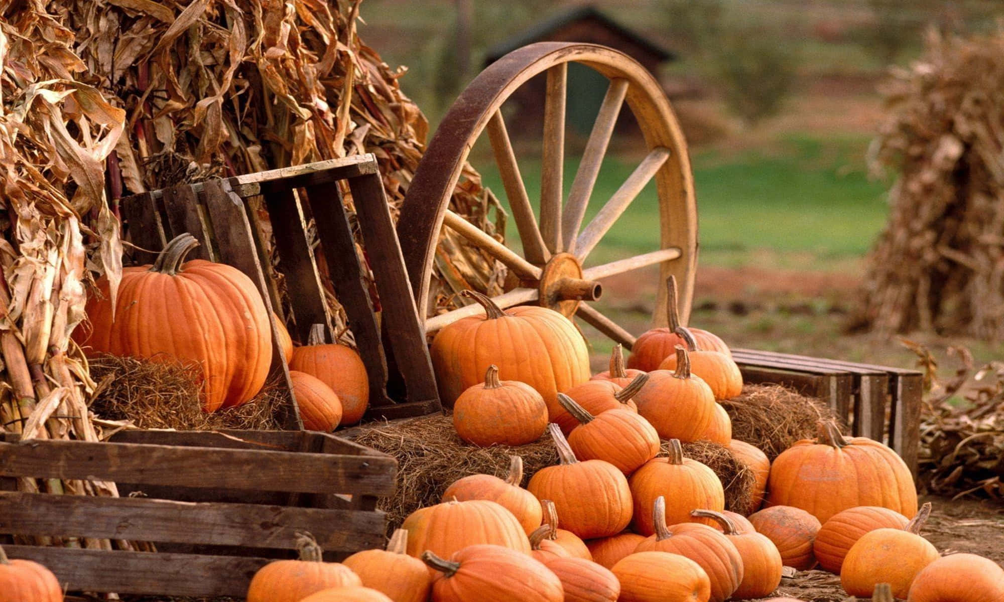 Fall Pumpkin 桌布 壁紙 — 一個質樸的秋季場景，鮮豔的橙色南瓜堆放在一個風化的木製馬車輪和玉米稈旁邊。