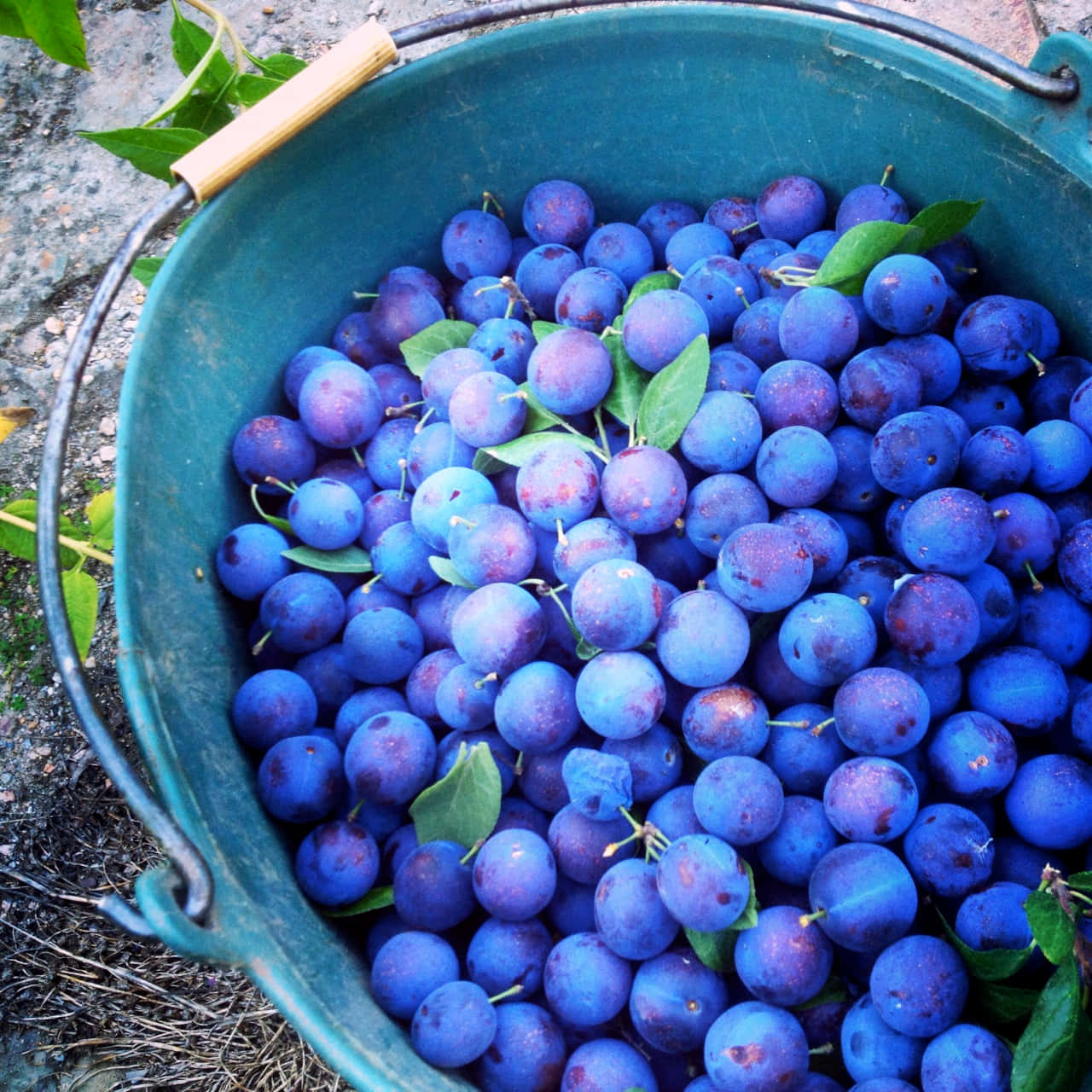 Fruit 桌布 壁紙 — 一個質樸的藍綠色桶子裝滿了飽滿的藍色李子和綠葉，背景是碎石地面。