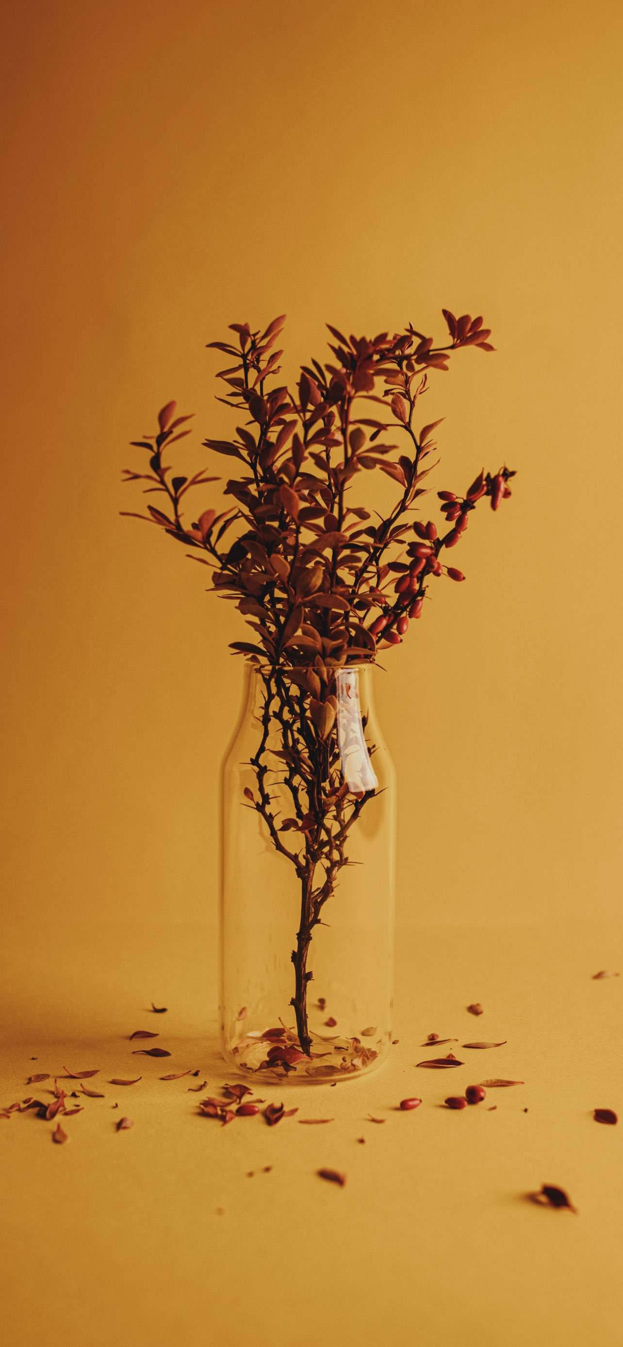 Plant Aesthetic 桌布 壁紙 — 一個透明玻璃瓶裝著乾燥的紅褐色樹枝，背景是溫暖的金色，地上散落著樹葉。