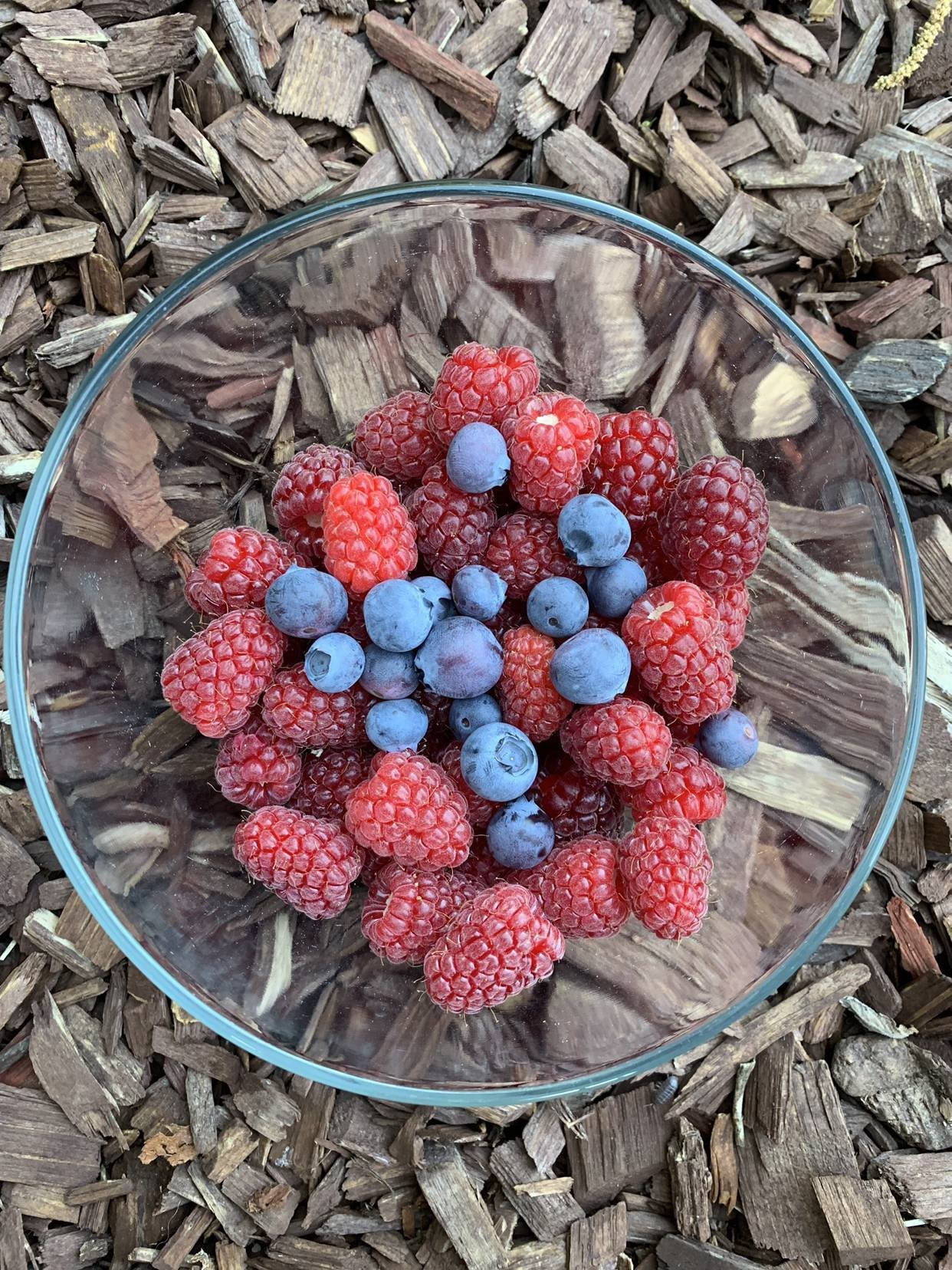 Berry 桌布 壁紙 — 一個透明玻璃碗裝滿新鮮紅覆盆子和藍莓，放在一層棕色木屑上。