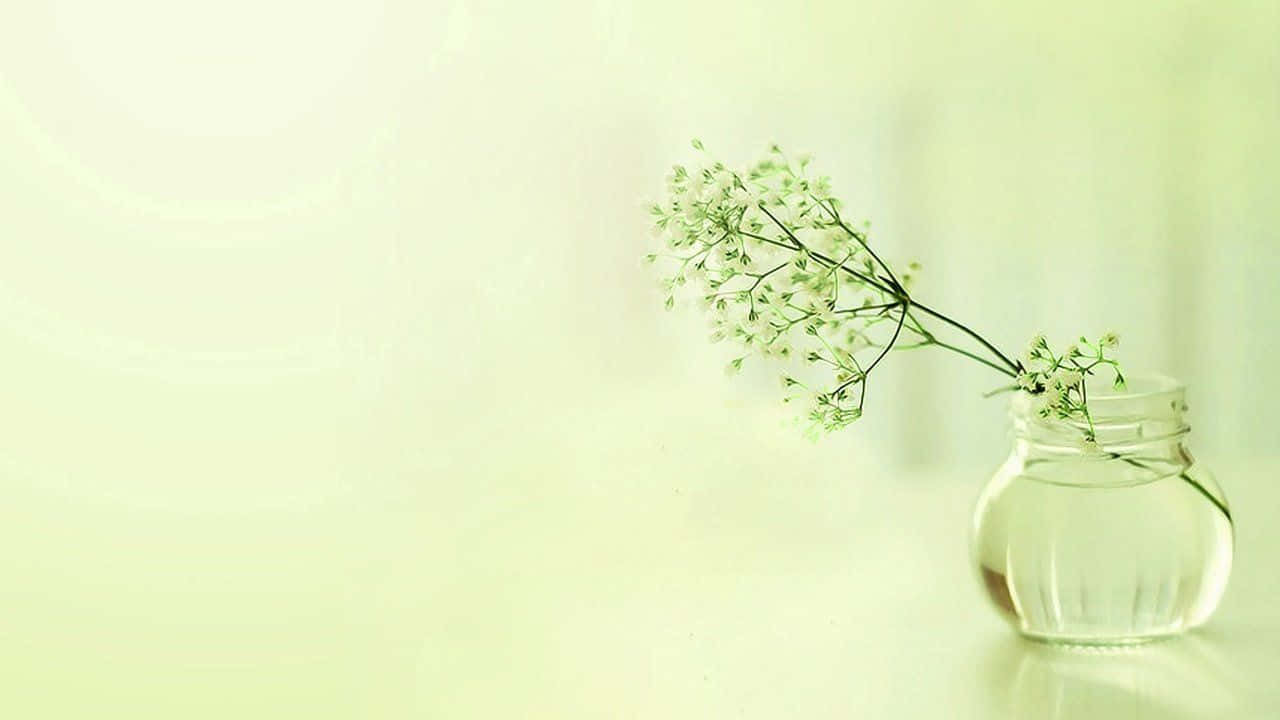 elegant 桌布 壁紙 — 一個透明玻璃罐中插著一束精緻的小白花，放在柔軟的綠色表面上，沐浴在柔和的光線中。