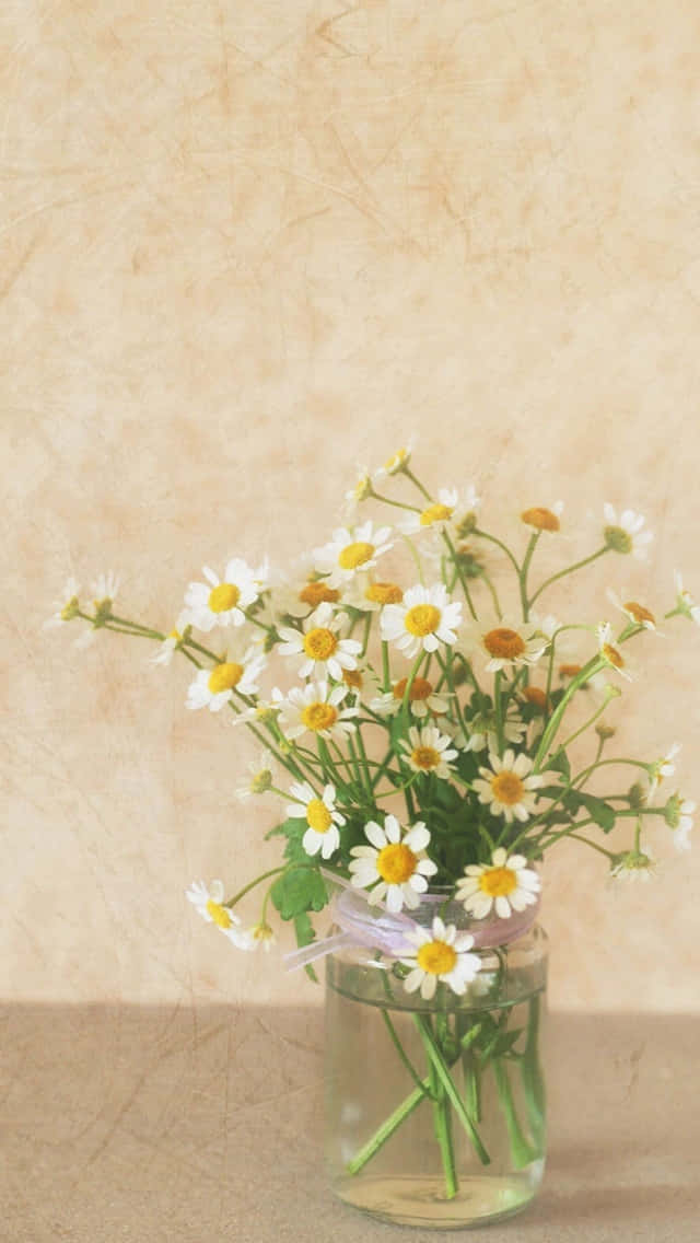 Daisy 桌布 壁紙 — 一個透明玻璃罐內插著一束充滿活力的白色雛菊，花心黃色，背景是帶紋理的米色牆壁。