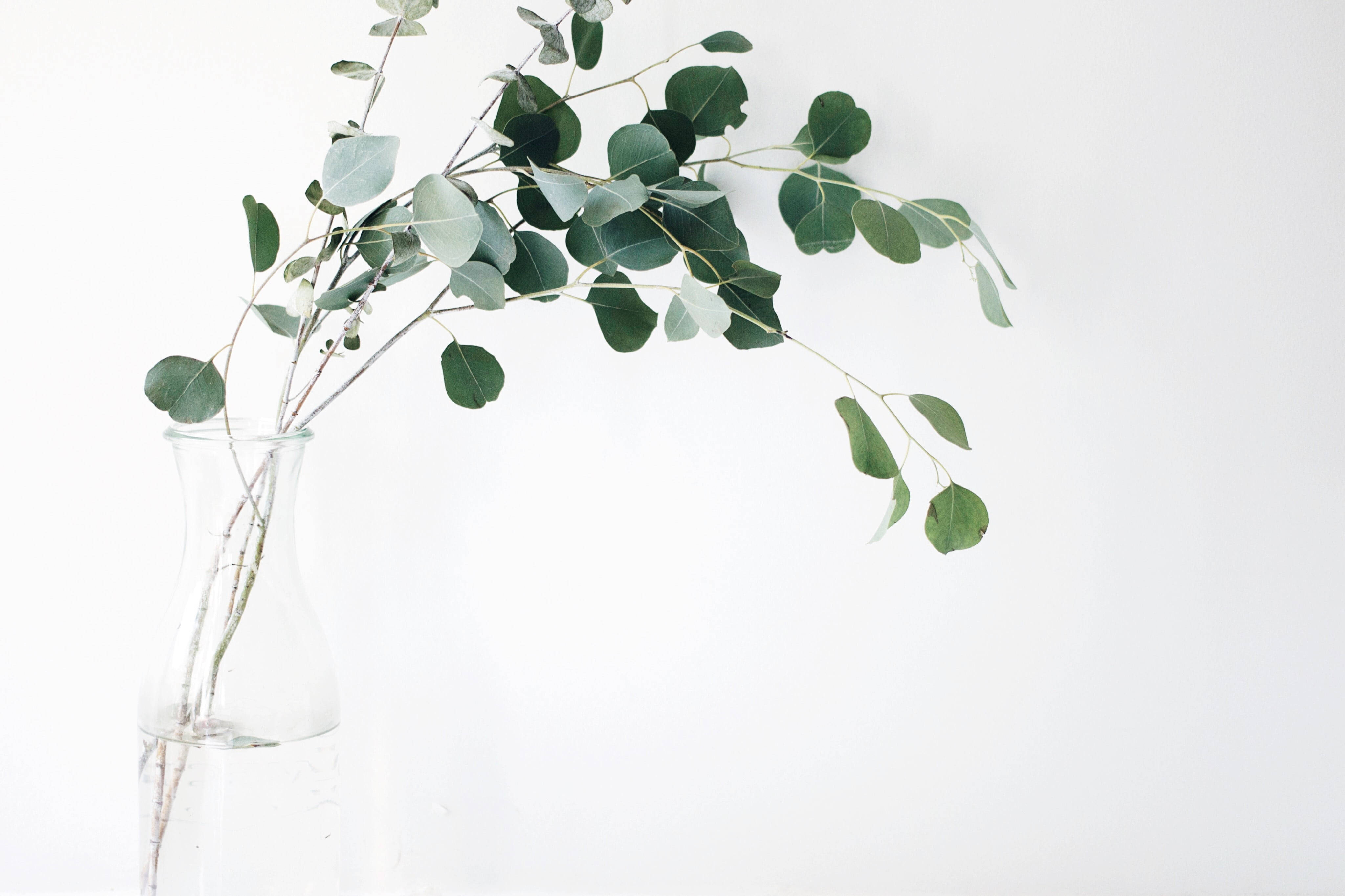 Plant Aesthetic 桌布 壁紙 — 一個透明玻璃花瓶插著帶有銀綠色葉子的尤加利樹枝，背景為純白色。