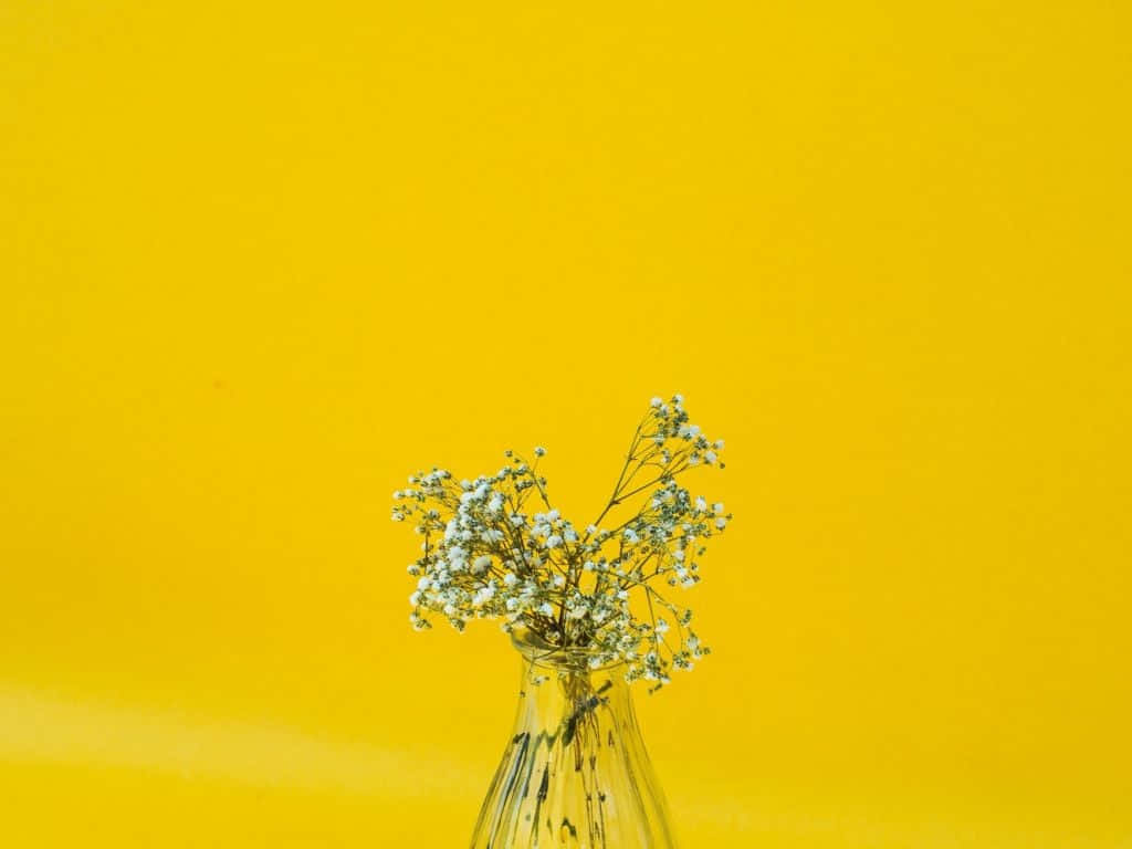 Minimalist Flower Computer 桌布 壁紙 — 一個透明玻璃花瓶插著精緻的白色滿天星，矗立在充滿活力的純黃色背景前。