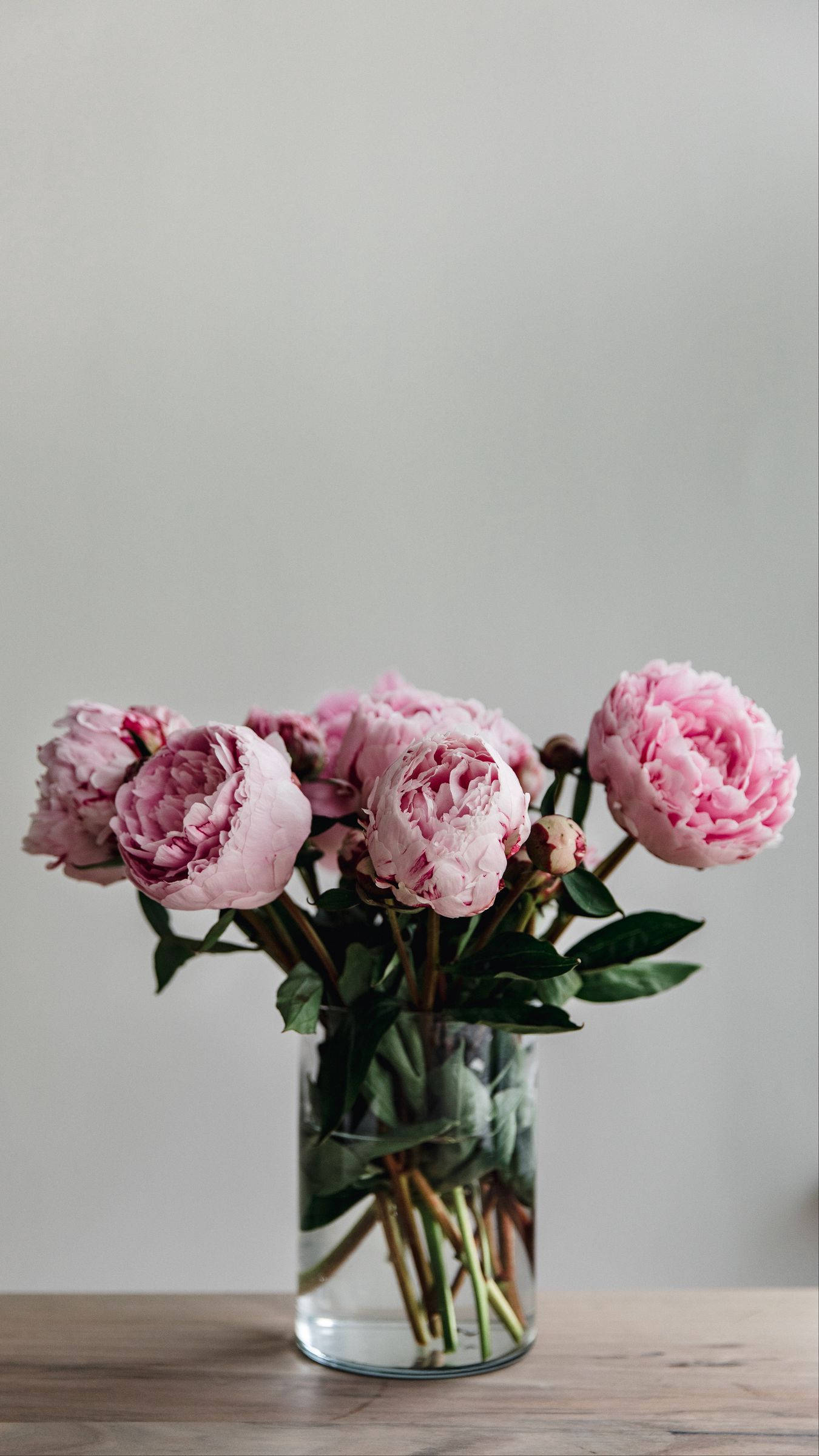 Peony 桌布 壁紙 — 一個透明玻璃花瓶插著茂盛的粉紅色牡丹花，配以綠葉，放在木桌上，背景是柔和的灰色牆壁。