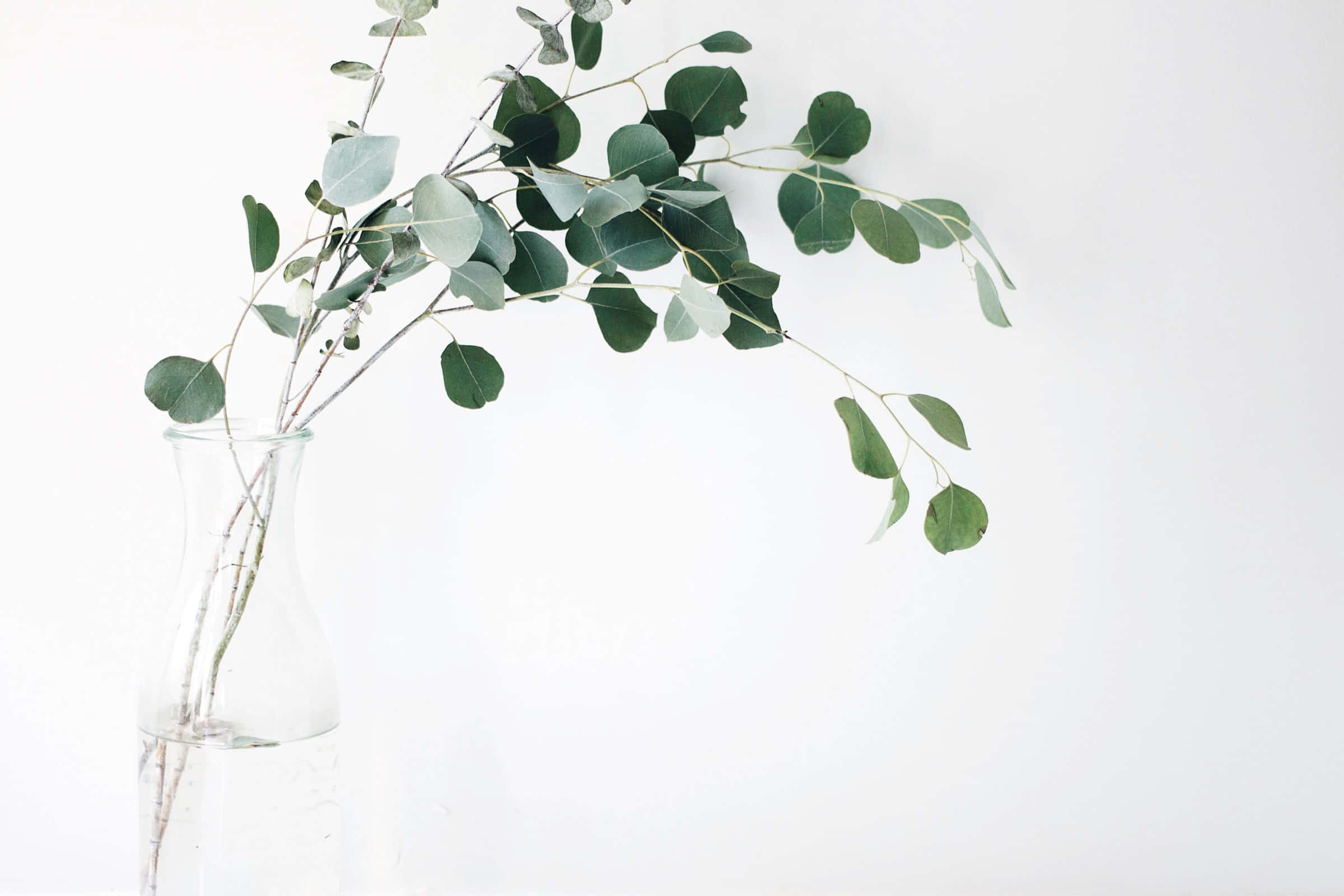 Plant Aesthetic 桌布 壁紙 — 一個透明玻璃花瓶插著銀綠色葉子的尤加利樹枝，背景為純白色。