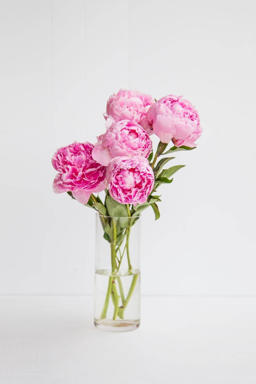 Flowers 桌布 壁紙 — 一個透明玻璃花瓶盛載著一束茂盛的粉紅色牡丹花，襯托著簡約的白色背景。