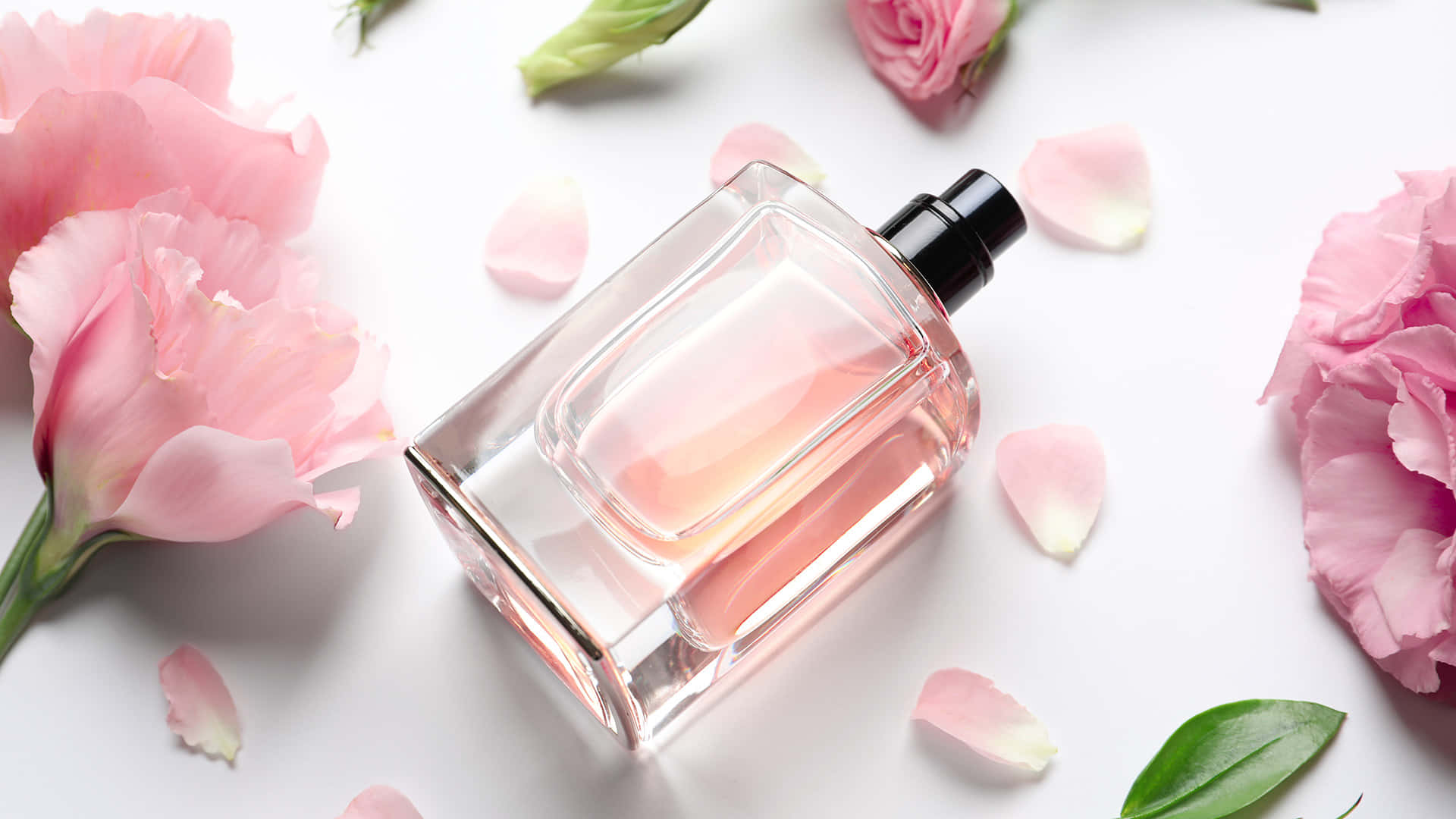 Floral Fragrance 桌布 壁紙 — 一個透明玻璃香水瓶裝有粉紅色液體，放置在白色表面上，周圍是新鮮的粉紅色康乃馨和散落的花瓣。