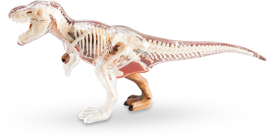 Dino 桌布 壁紙 — 一個透明的暴龍模型在黑白背景下展示其骨骼結構和內部器官。
