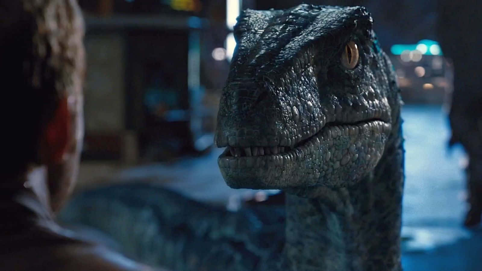 Jurassic World 桌布 壁紙 — 一個逼真的CGI迅猛龍特寫，擁有紋理灰色皮膚和琥珀色眼睛，在昏暗的城市夜景中專注地凝視。