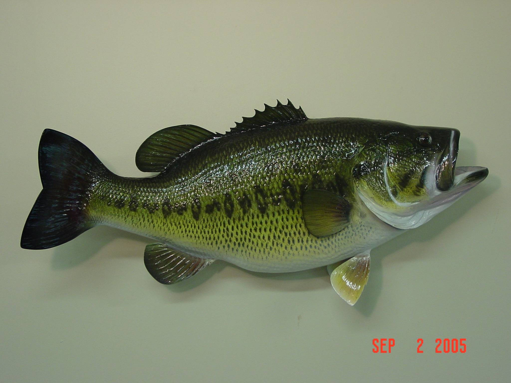 Largemouth Bass 桌布 壁紙 — 一個逼真的安裝大口黑鱸標本，帶有詳細的鱗片和張開的嘴巴，背景是純米色牆壁。