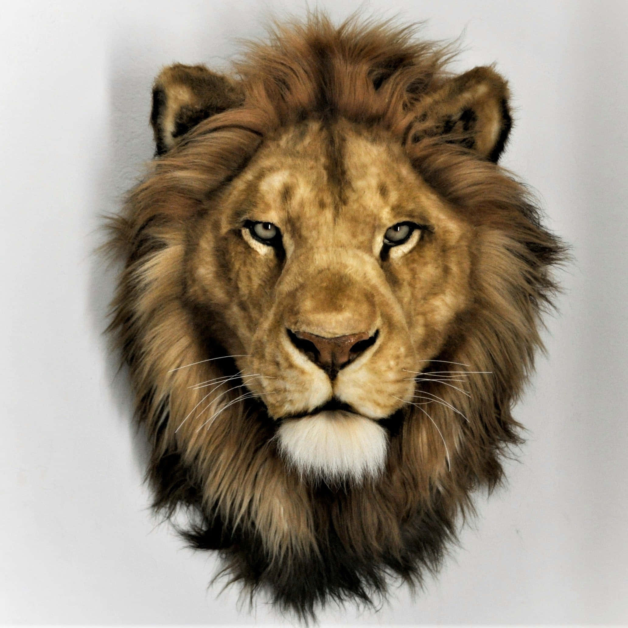Lion Head 桌布 壁紙 — 一個逼真的雄性獅子頭標本，擁有完整的金色鬃毛和銳利的眼神，背景是純白牆壁。