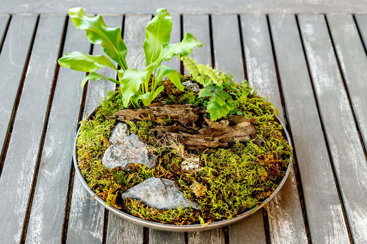 Green Moss 桌布 壁紙 — 一個金屬碗中放滿了蕨類植物、苔蘚和浮木，營造出茂密的微型森林場景，置於風化的木甲板上。
