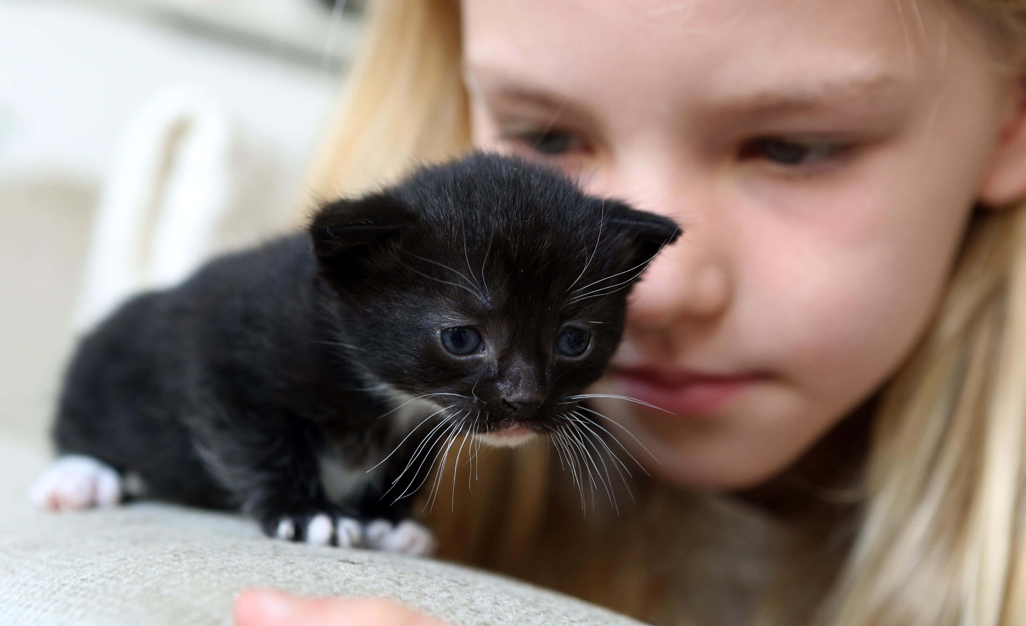 baby cat 桌布 壁紙 — 一個金髮小女孩輕輕抱著一隻藍眼睛、白爪子的小黑貓。