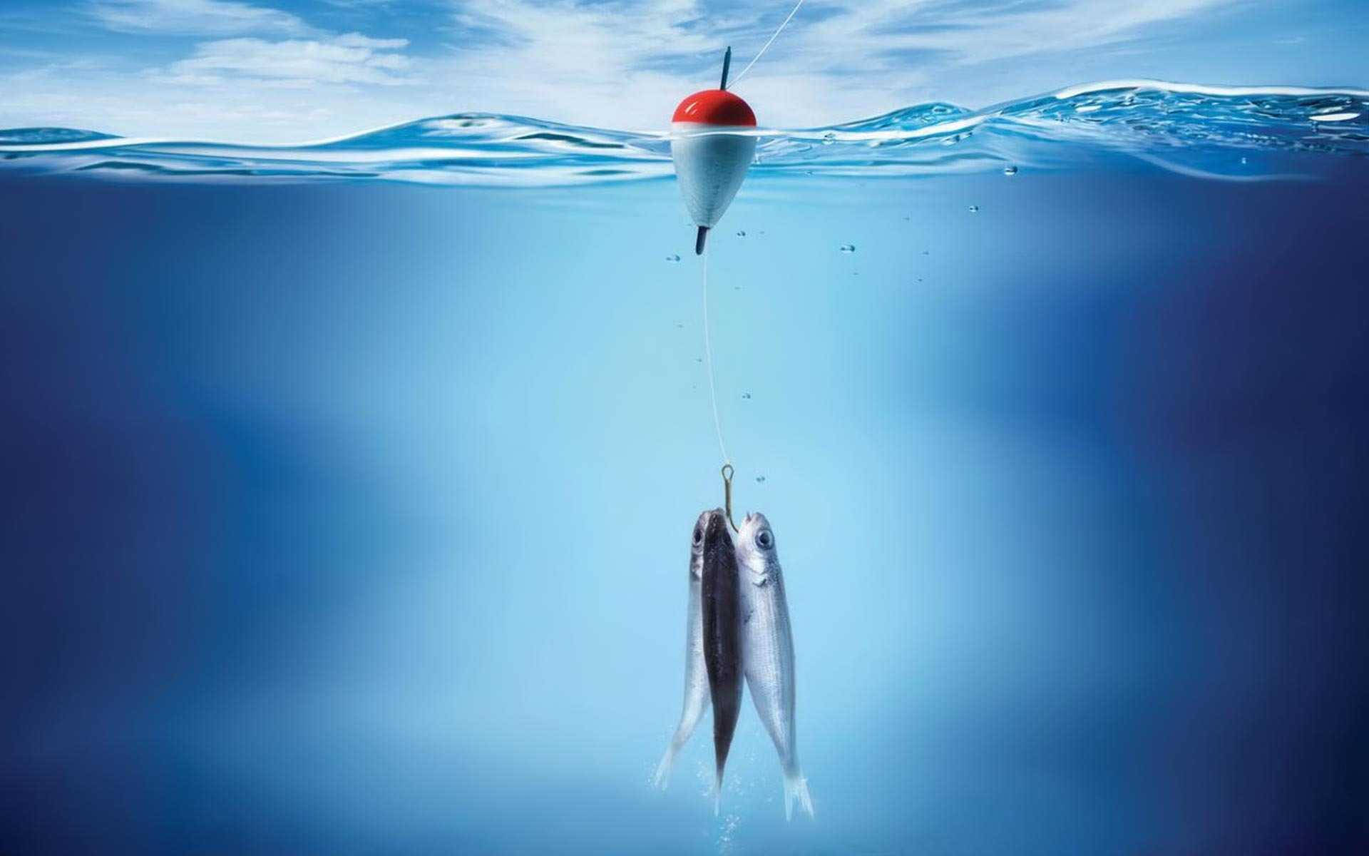 魚 桌布 壁紙 — 一個釣魚浮標，下方水面下有兩條銀色魚上鉤，背景是藍天和平靜的海洋。