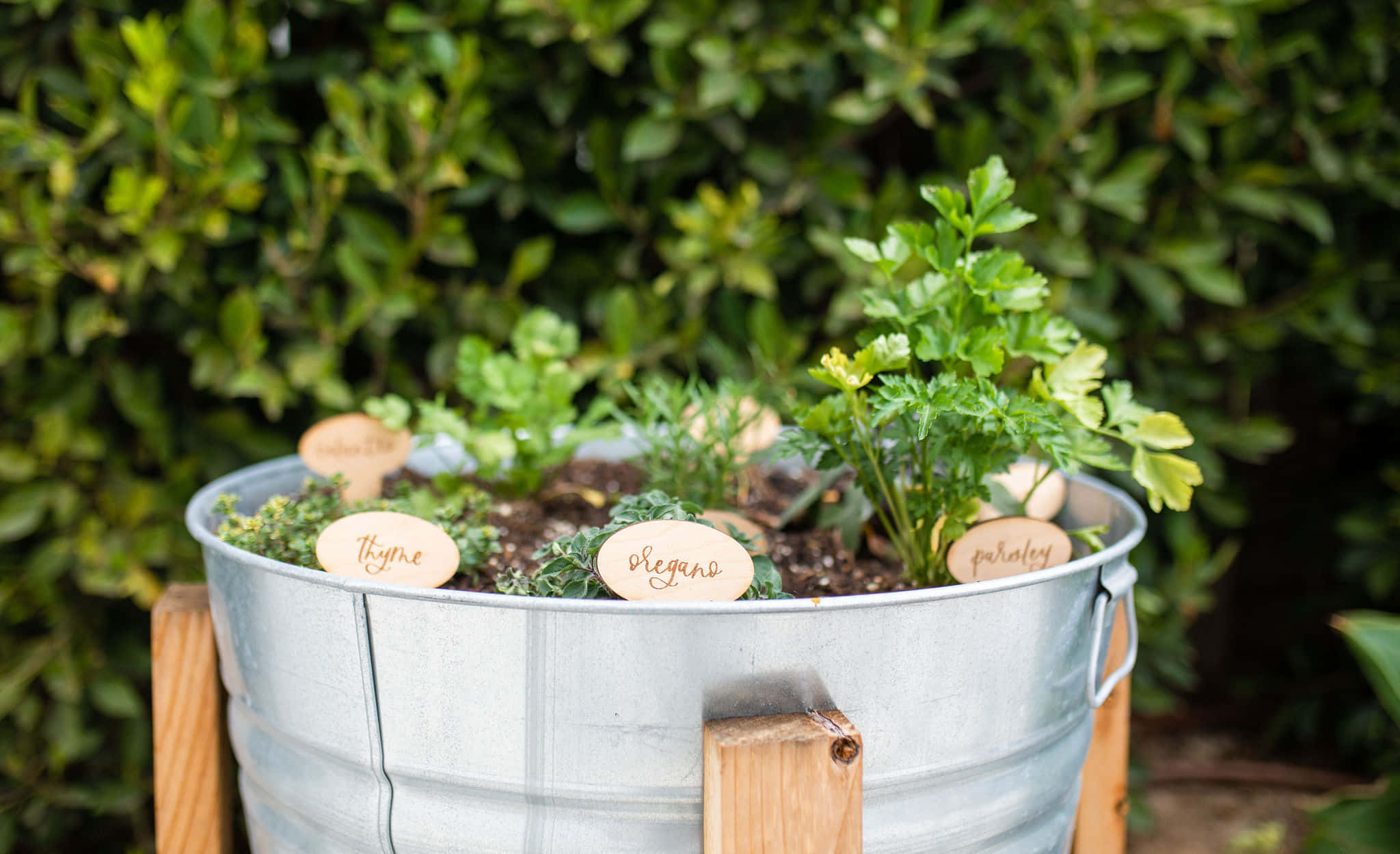 Herb Garden 桌布 壁紙 — 一個鍍鋅金屬桶，裝滿新鮮香草，如百里香、牛至和歐芹，貼有木製標籤，放在木製支架上，背景是茂密的綠色樹籬。