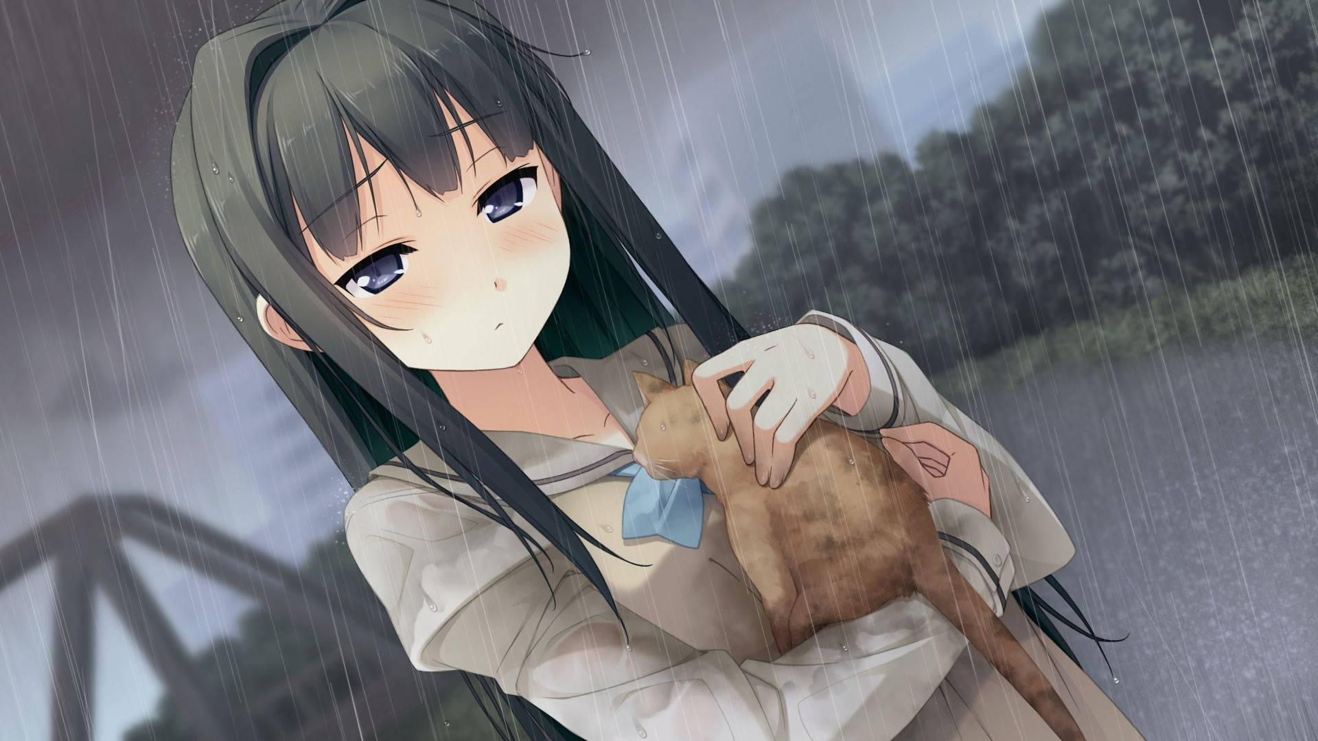 動漫女孩 桌布 壁紙 — 一個長黑髮的憂鬱動漫女孩在傾盆大雨中緊緊抱著一隻小貓，背景是模糊的戶外景色。