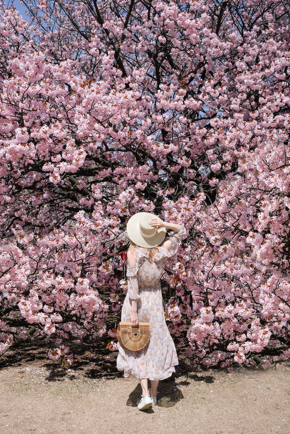 Tokyo Japan 桌布 壁紙 — 一個陽光明媚的日子裡，一位身穿碎花裙、頭戴草帽的女子站在盛開的粉紅色櫻花樹冠下。