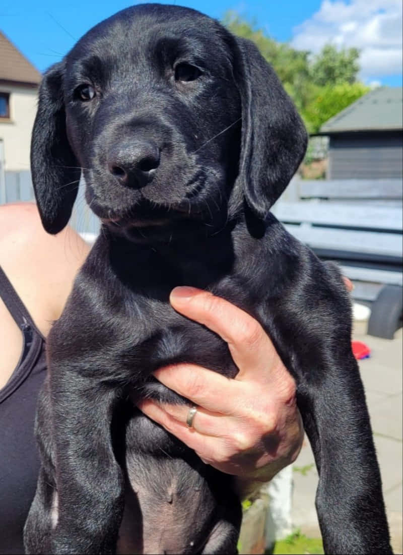 Labrador 桌布 壁紙 — 一個陽光明媚的日子裡，有人在戶外輕輕抱著一隻黑色拉布拉多幼犬的特寫。