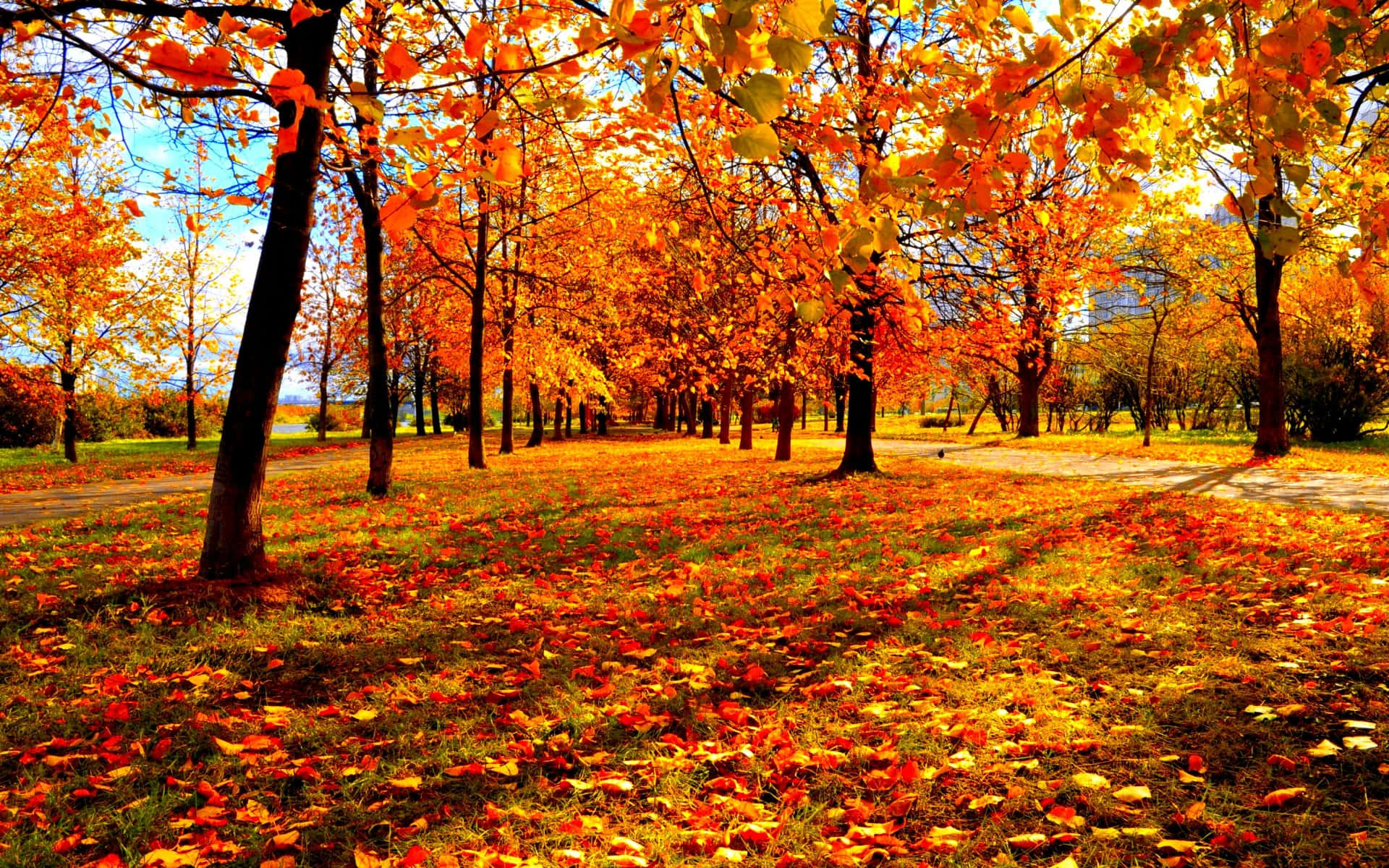 Autumn Season 桌布 壁紙 — 一個陽光明媚的秋日公園，金色的樹木在落葉地毯上投下長長的影子。