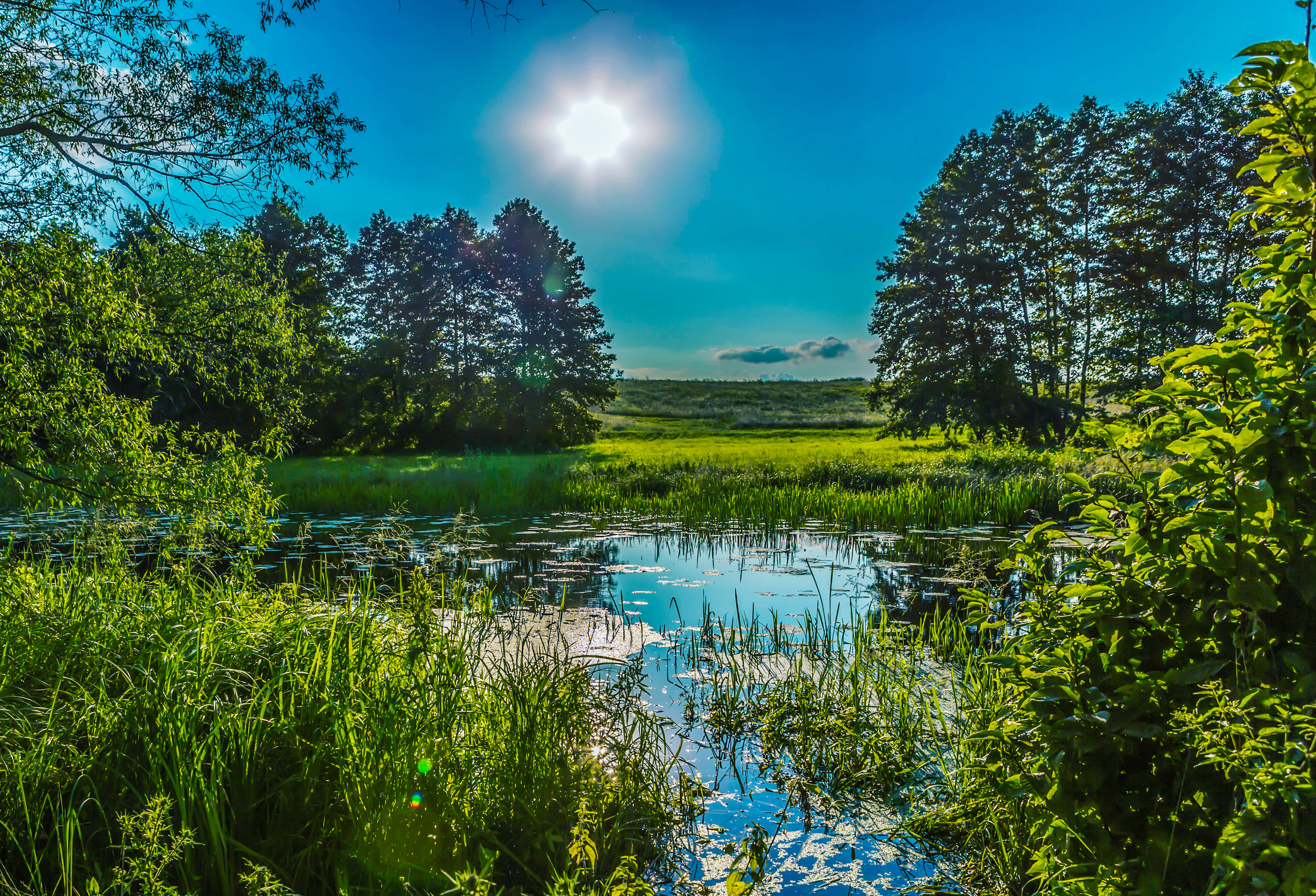 Nature Landscape 桌布 壁紙 — 一個陽光普照的池塘，四周環繞著茂密的綠色蘆葦和樹木，上方是清澈的藍天和明亮的陽光。