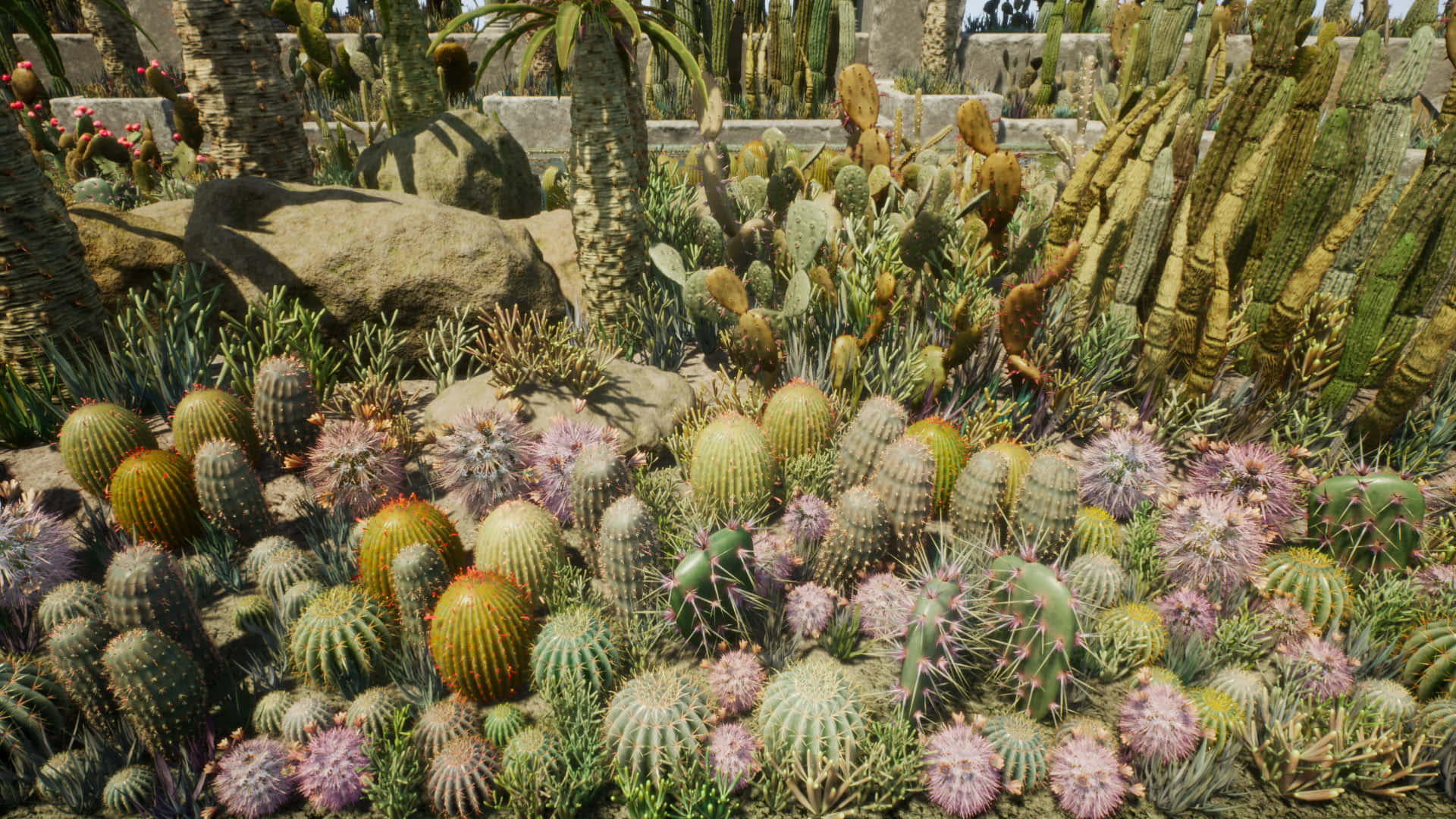 Cactus Plants 桌布 壁紙 — 一個陽光普照的沙漠花園，在明亮的日光下充滿了各種仙人掌和多肉植物。