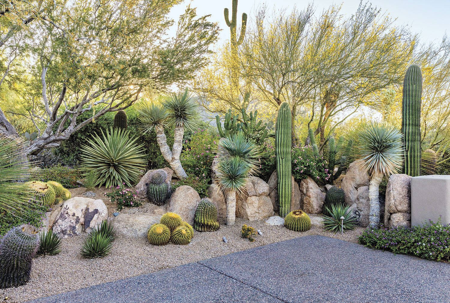 Arizona 桌布 壁紙 — 一個陽光普照的沙漠花園，在明亮的天空下，各種仙人掌和多肉植物點綴在岩石和綠葉樹木之間。
