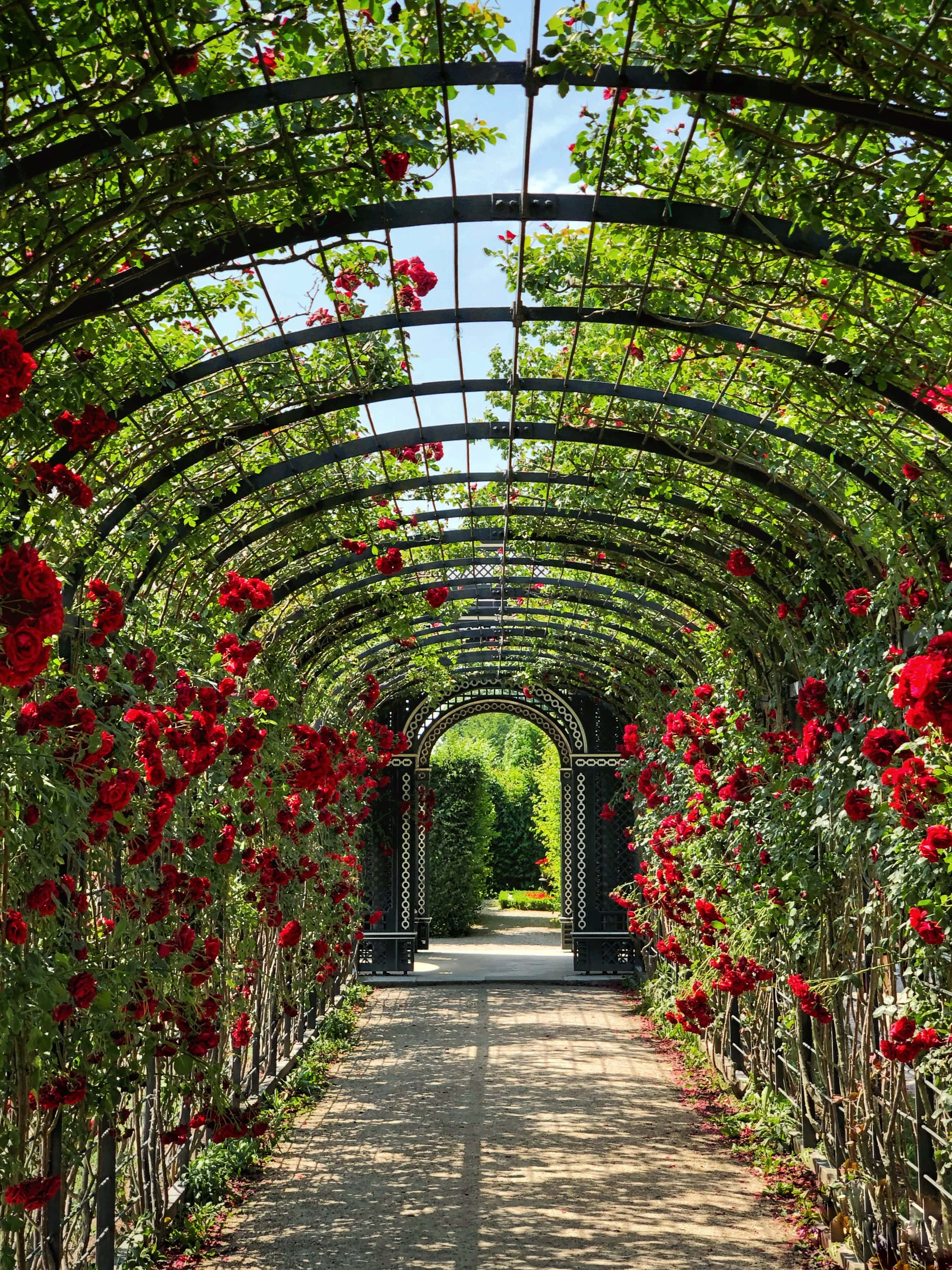 Garden Photography 桌布 壁紙 — 一個陽光普照的花園涼亭，掛滿了鮮豔的紅玫瑰和茂密的綠色藤蔓，形成了一條浪漫的隧道小徑。