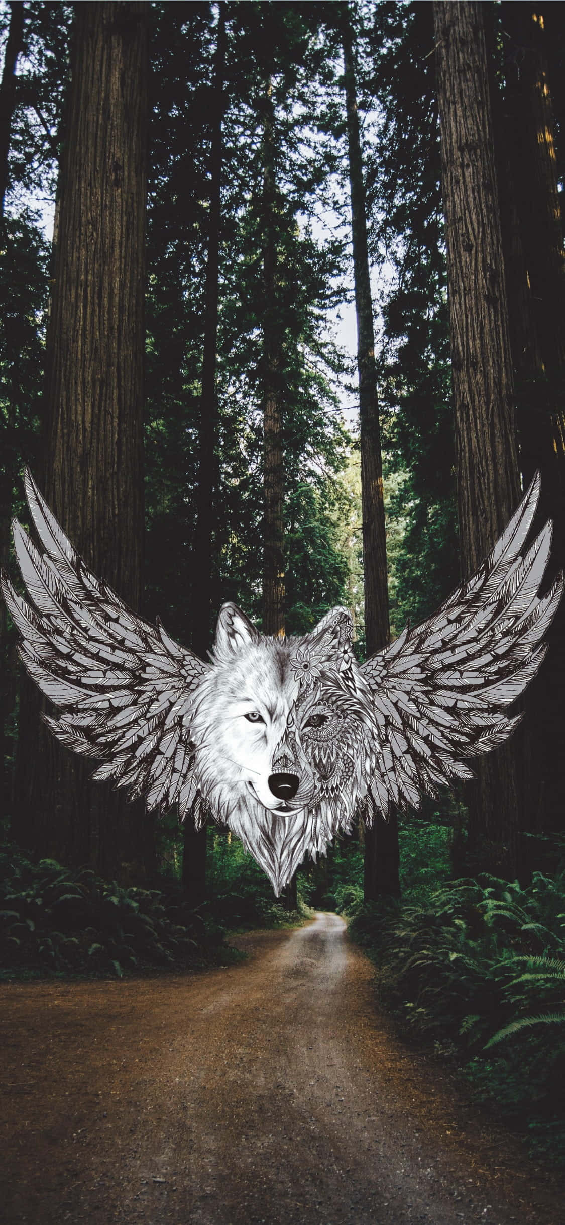 Winged Wolf 桌布 壁紙 — 一個雄偉的有翼狼頭漂浮在由高聳的紅杉和蕨類植物構成的森林小徑上方。
