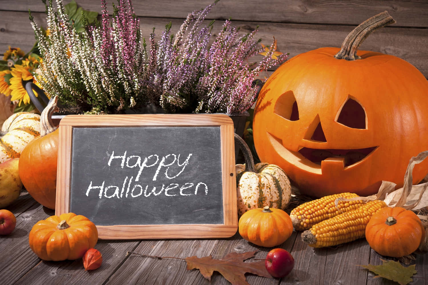 萬聖節動圖 桌布 壁紙 — 一個雕刻的南瓜燈在寫有「Happy Halloween」的黑板旁微笑，周圍有南瓜、玉米和秋花在木桌上。
