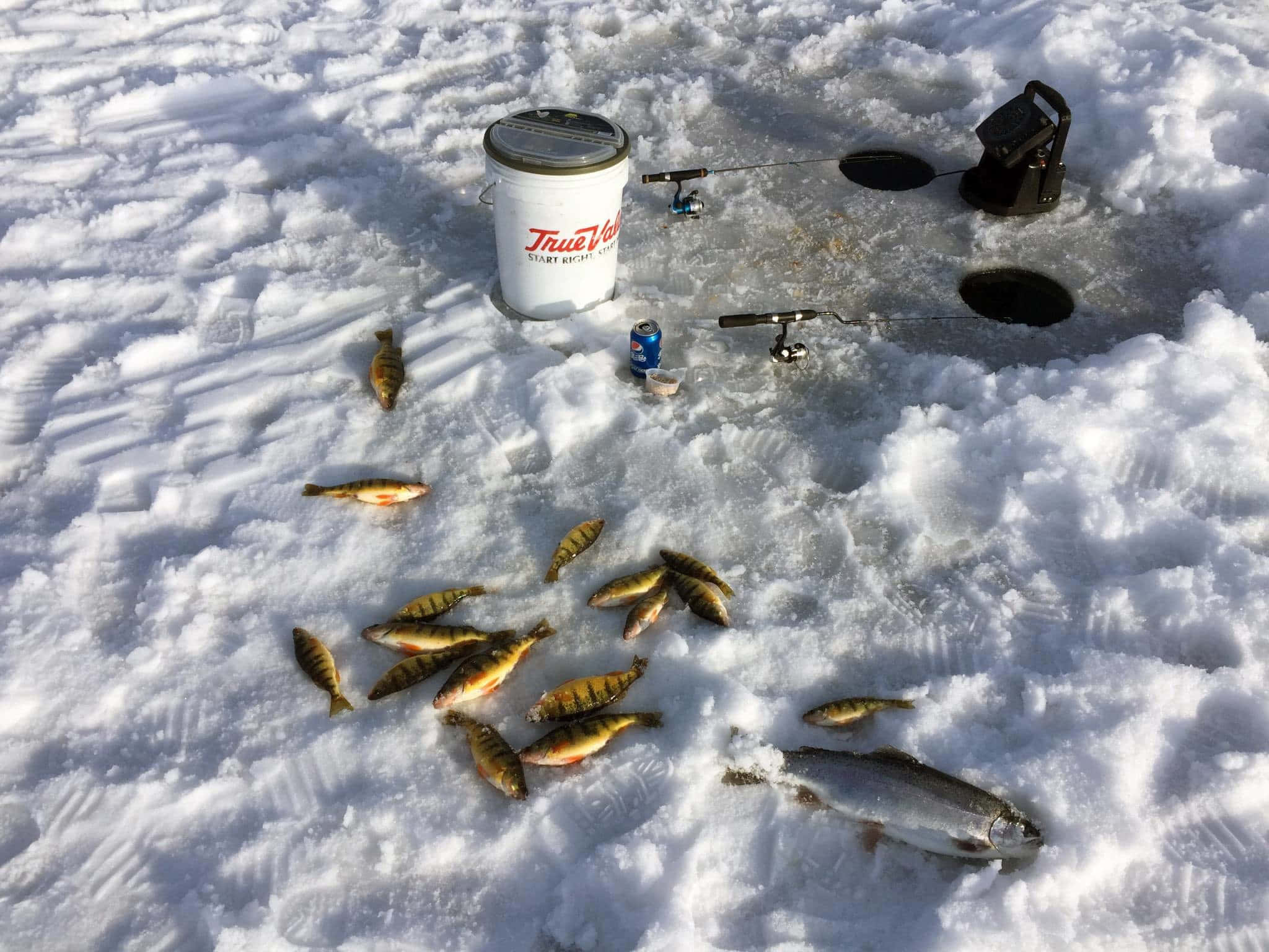 Ice Fishing 桌布 壁紙 — 一個雪地冰釣場景，有一個白色水桶的釣魚裝備和大量捕獲的魚散落在冰凍的表面上。