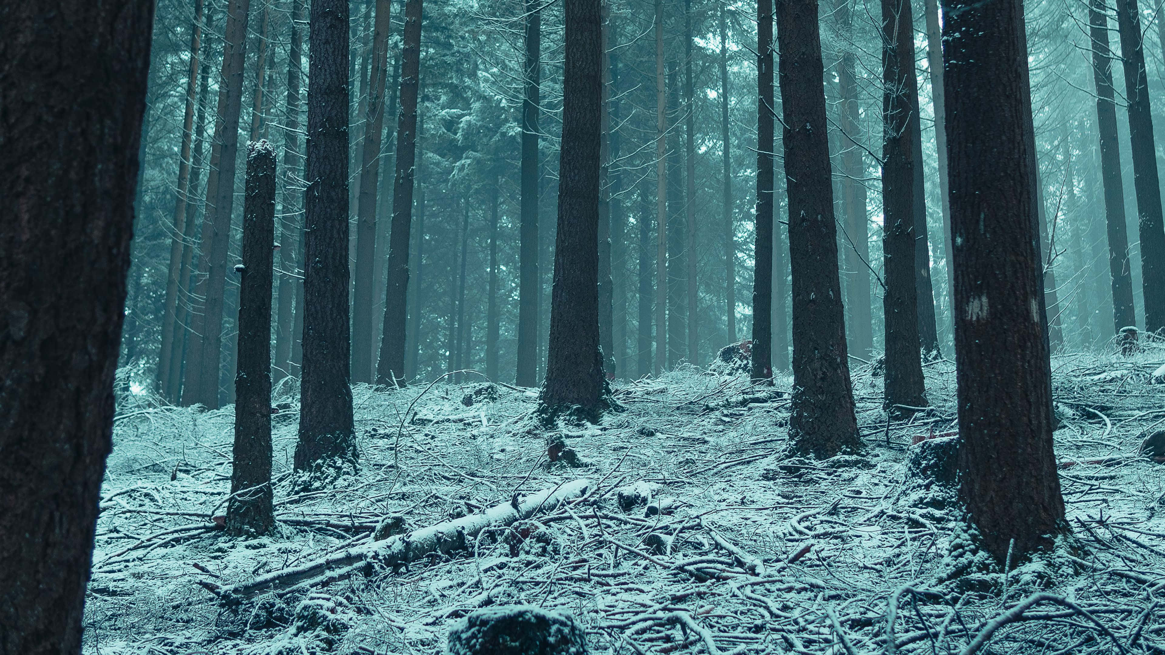 Winter Forest 桌布 壁紙 — 一個霧氣瀰漫的冬季森林，樹木上覆蓋著雪花，落枝散落，在冷冽的藍灰色光線下。