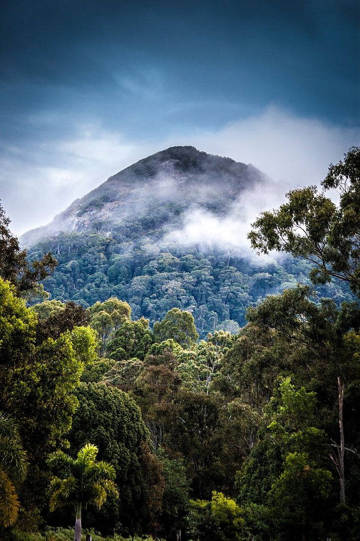 Forest iPhone 桌布 壁紙 — 一個霧氣瀰漫的山峰在戲劇性的多雲天空下，穿過茂密的綠色森林升起。