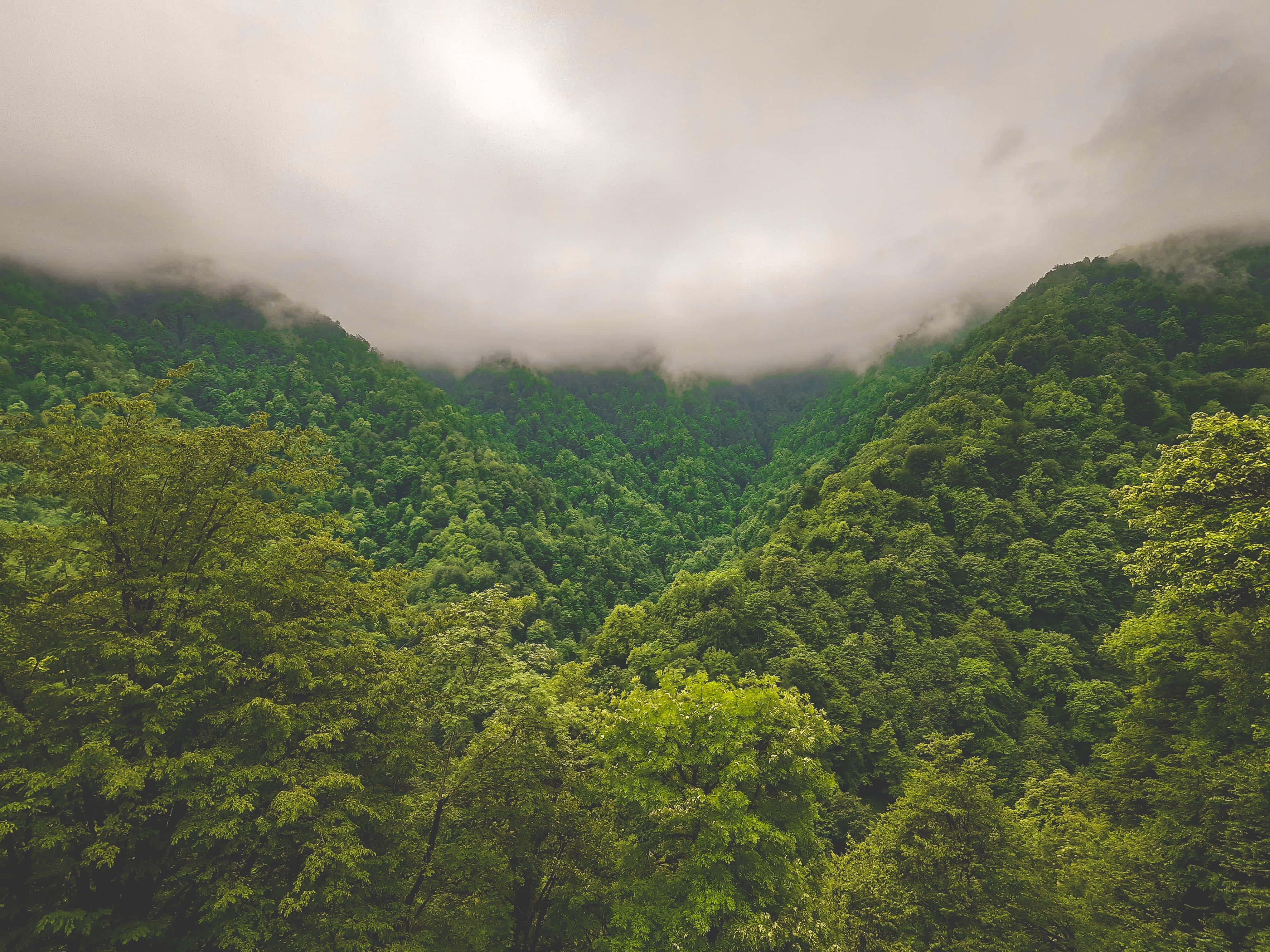 叢林 桌布 壁紙 — 一個霧氣瀰漫的山谷，坐落在鬱鬱蔥蔥的青山之間，天空多雲。