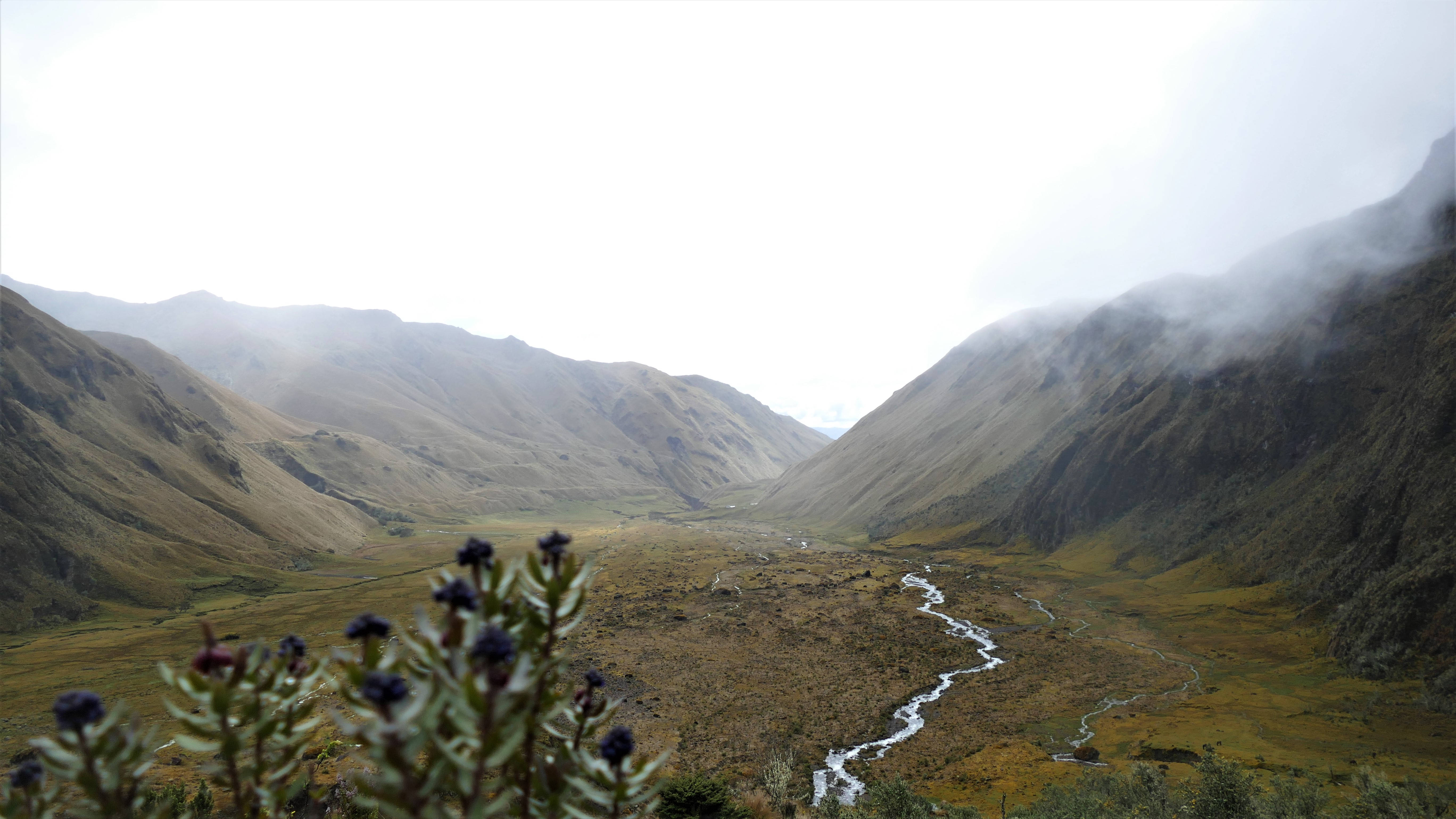 Ecuador 桌布 壁紙 — 一個霧氣瀰漫的山谷，蜿蜒的河流流經金色的草原，前景有深紫色的花朵作為框架。