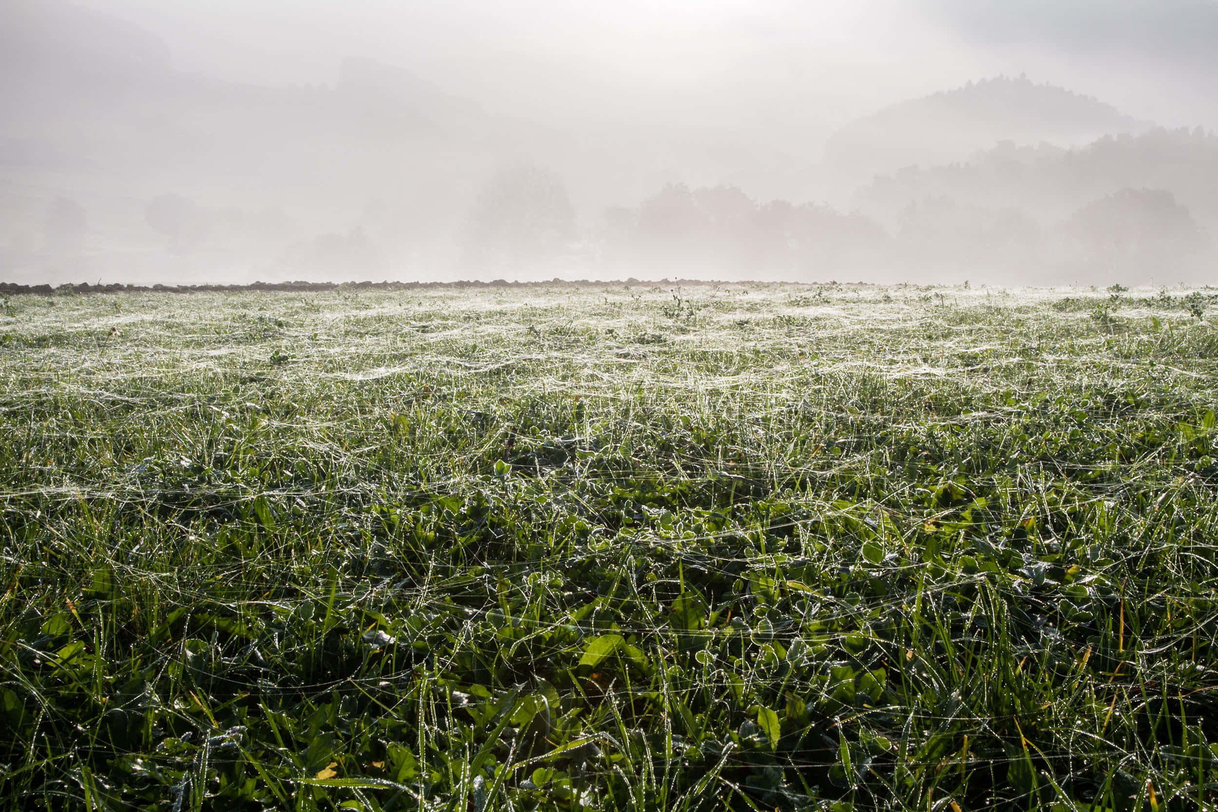 Cobwebs 桌布 壁紙 — 一個霧氣瀰漫的早晨田野，覆蓋著露水的草地，柔和的光線穿過遠方朦朧的山丘。
