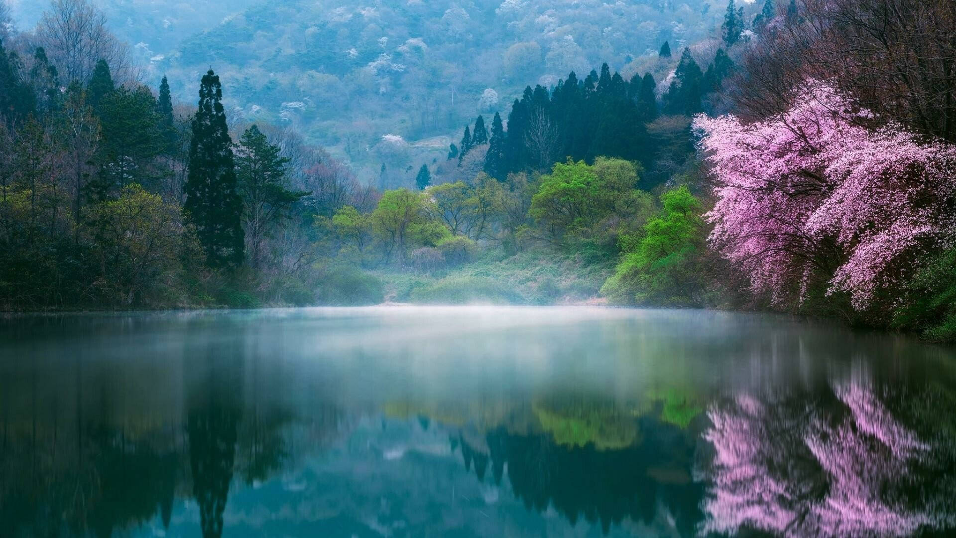 櫻花 桌布 壁紙 — 一個霧氣瀰漫的湖泊映照出鮮豔的粉紅色櫻花和茂密的綠樹，背景是朦朧的山巒。