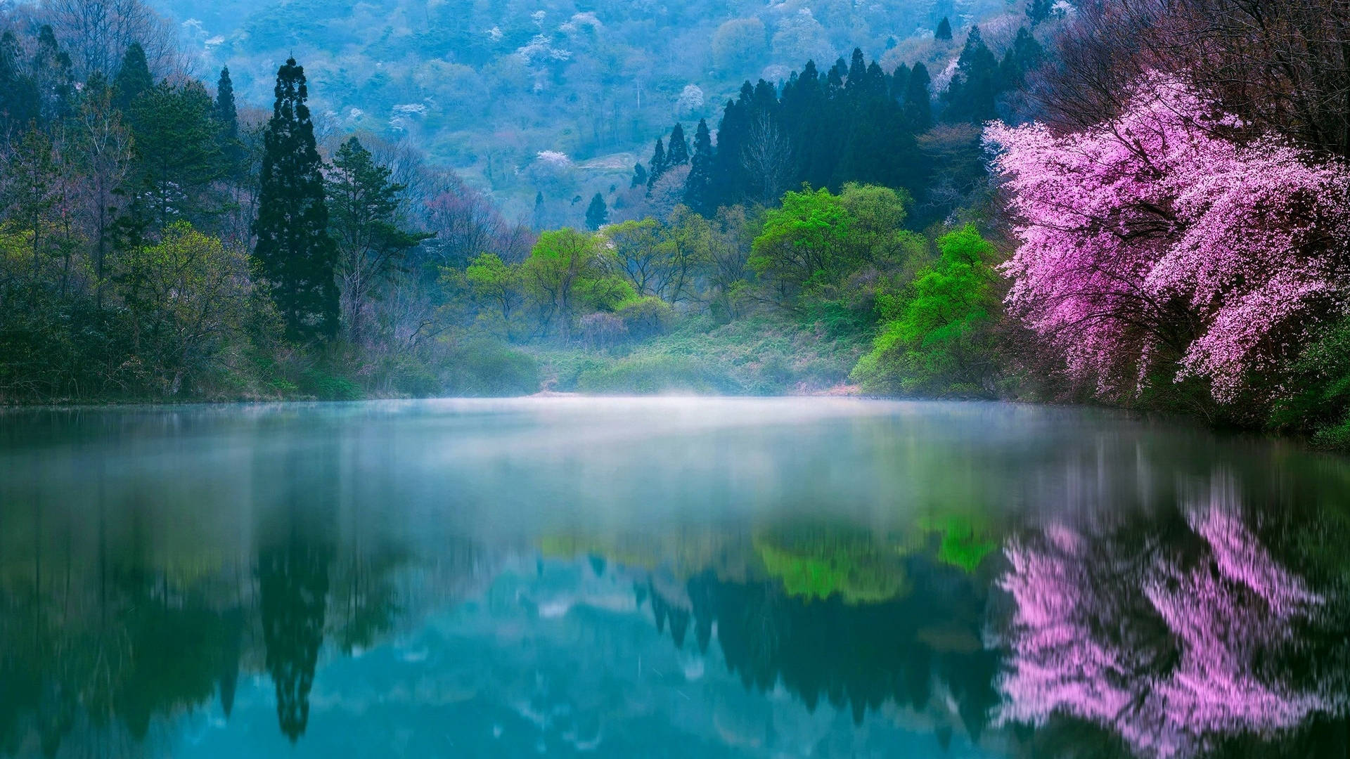 Lake 桌布 壁紙 — 一個霧氣瀰漫的湖泊映照出鮮豔的粉紅櫻花和茂密的綠樹，背景是朦朧的山巒。