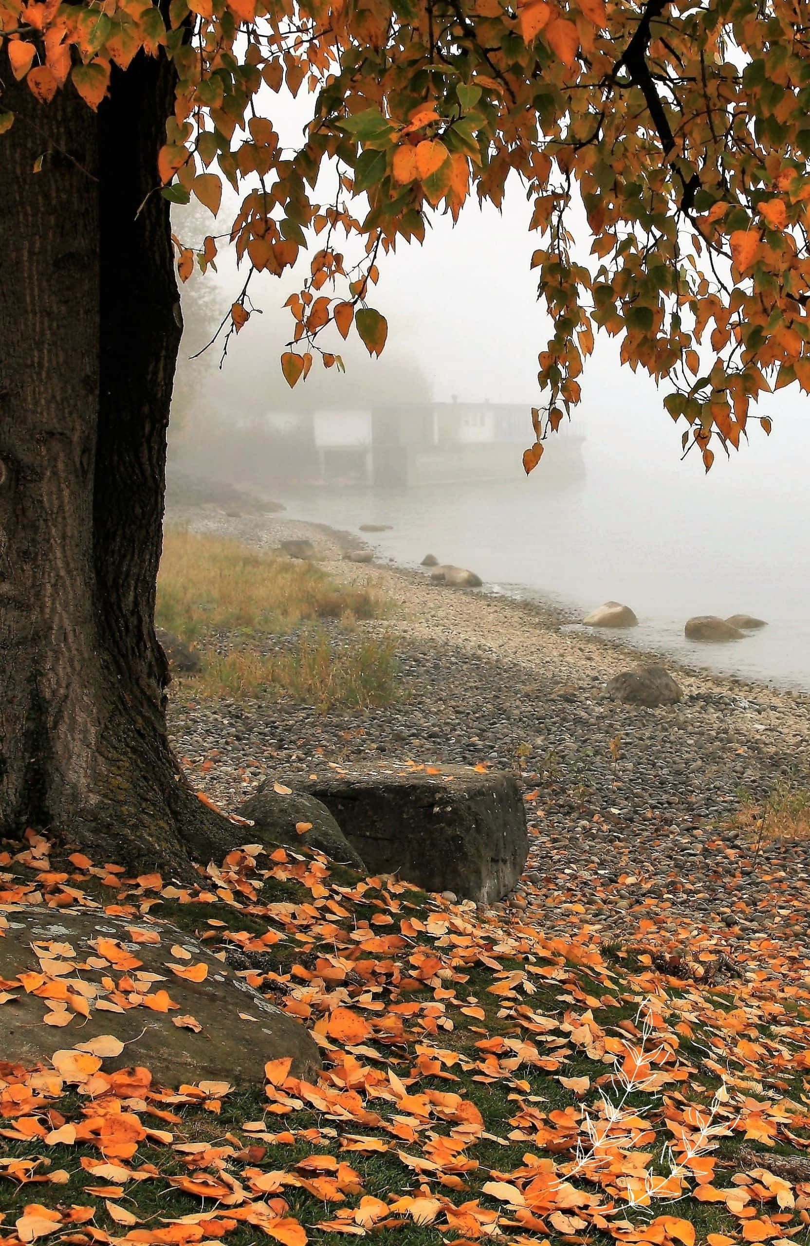 Best Fall 桌布 壁紙 — 一個霧氣瀰漫的秋日湖邊，被一棵擁有鮮豔橙色樹葉和卵石岸上落葉的樹木框住。