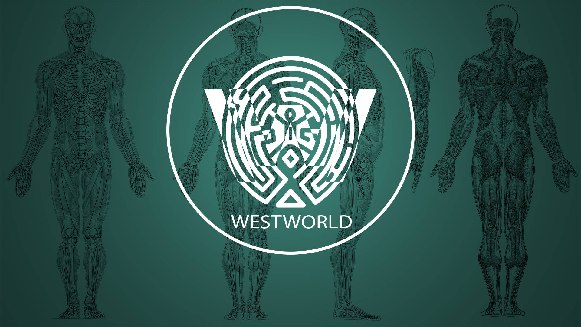 Westworld 桌布 壁紙 — 一個青綠色背景，上面有解剖學人體圖案圍繞一個白色圓形標誌，標誌內有迷宮和Westworld字樣。