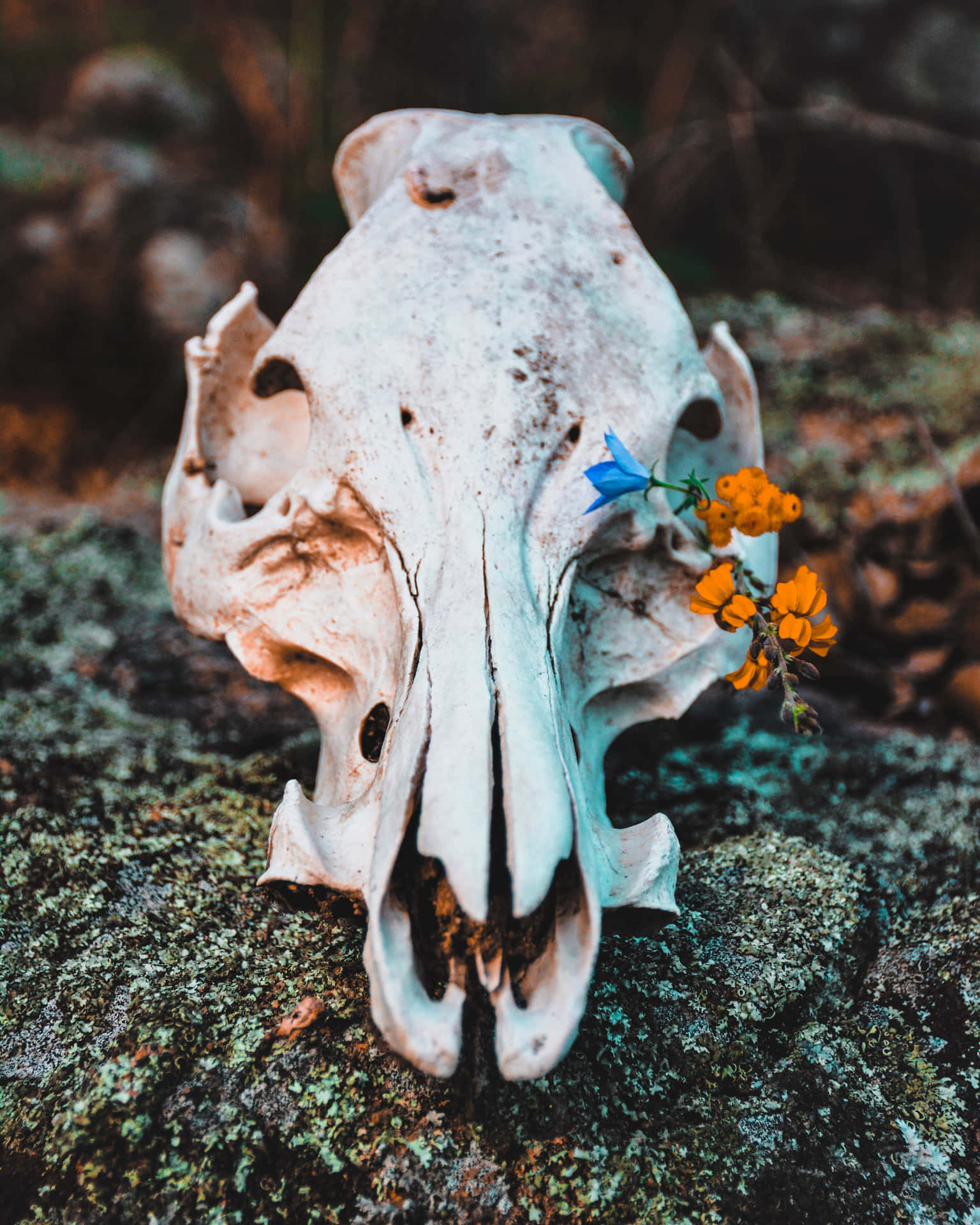 Skulls And Flowers 桌布 壁紙 — 一個風化的動物頭骨放在一塊長滿苔蘚、點綴著鮮豔橙色和藍色野花的岩石上。