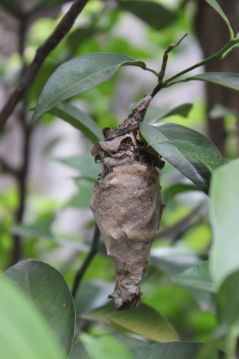 Caterpillar 桌布 壁紙 — 一個風化的棕色繭掛在樹枝上，周圍是茂密的綠葉，在柔和自然光下。
