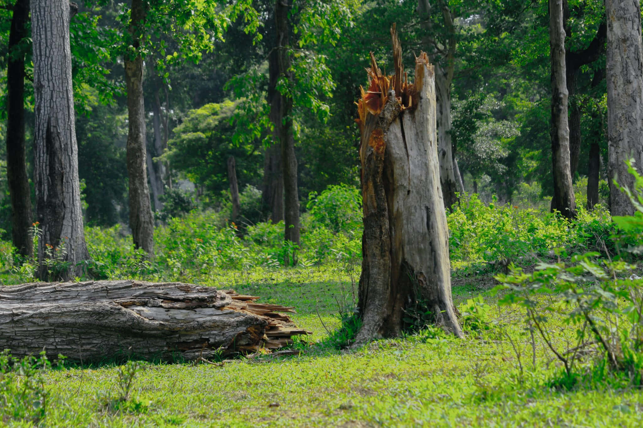 Forest Conservation 桌布 壁紙 — 一個風化的樹樁和倒下的原木躺在陽光普照的綠色森林空地上，周圍環繞著高大的樹木。