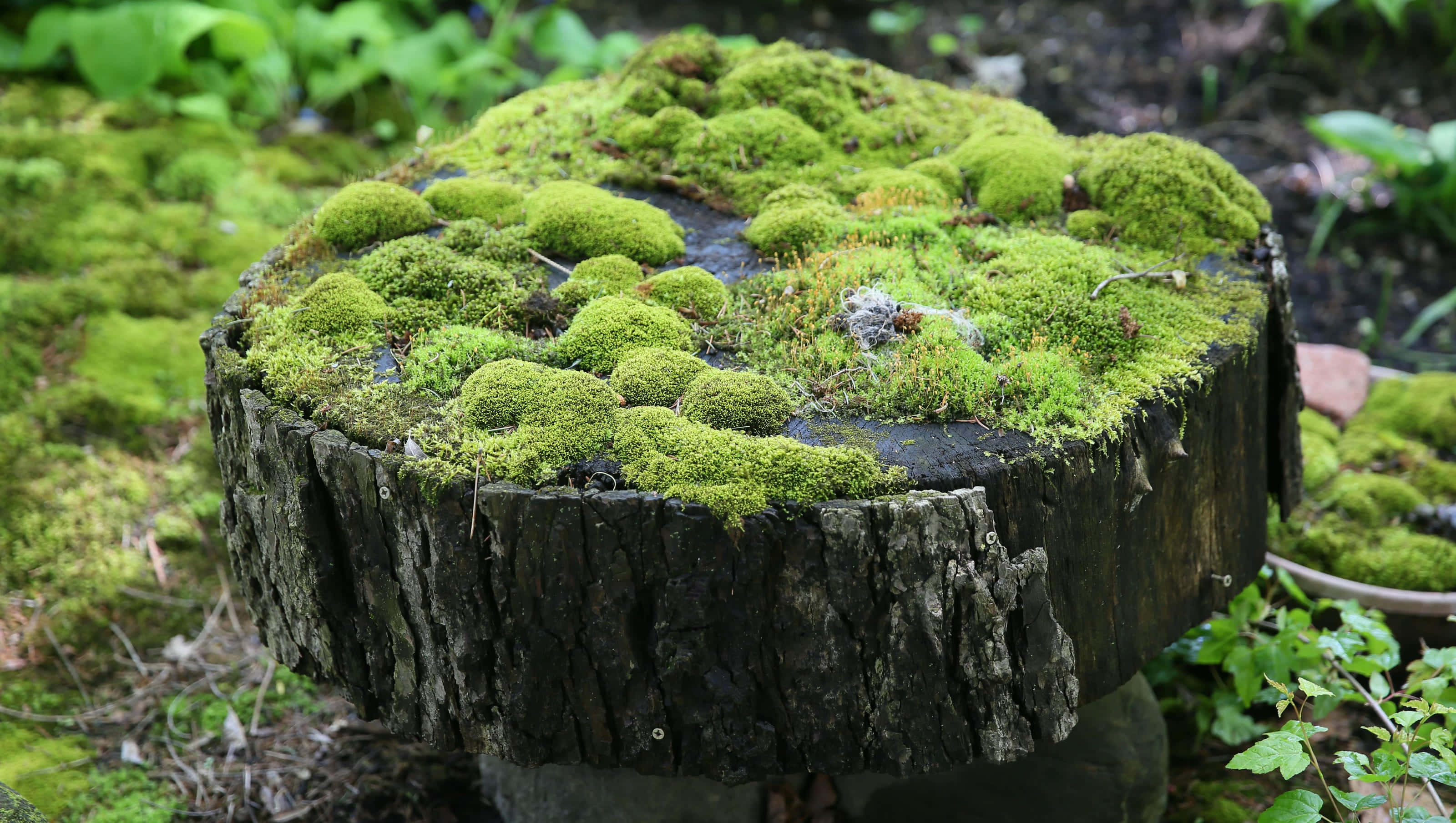 Green Moss 桌布 壁紙 — 一個風化的樹樁被茂密的綠色苔蘚覆蓋，坐在被樹葉環繞的森林地面上。