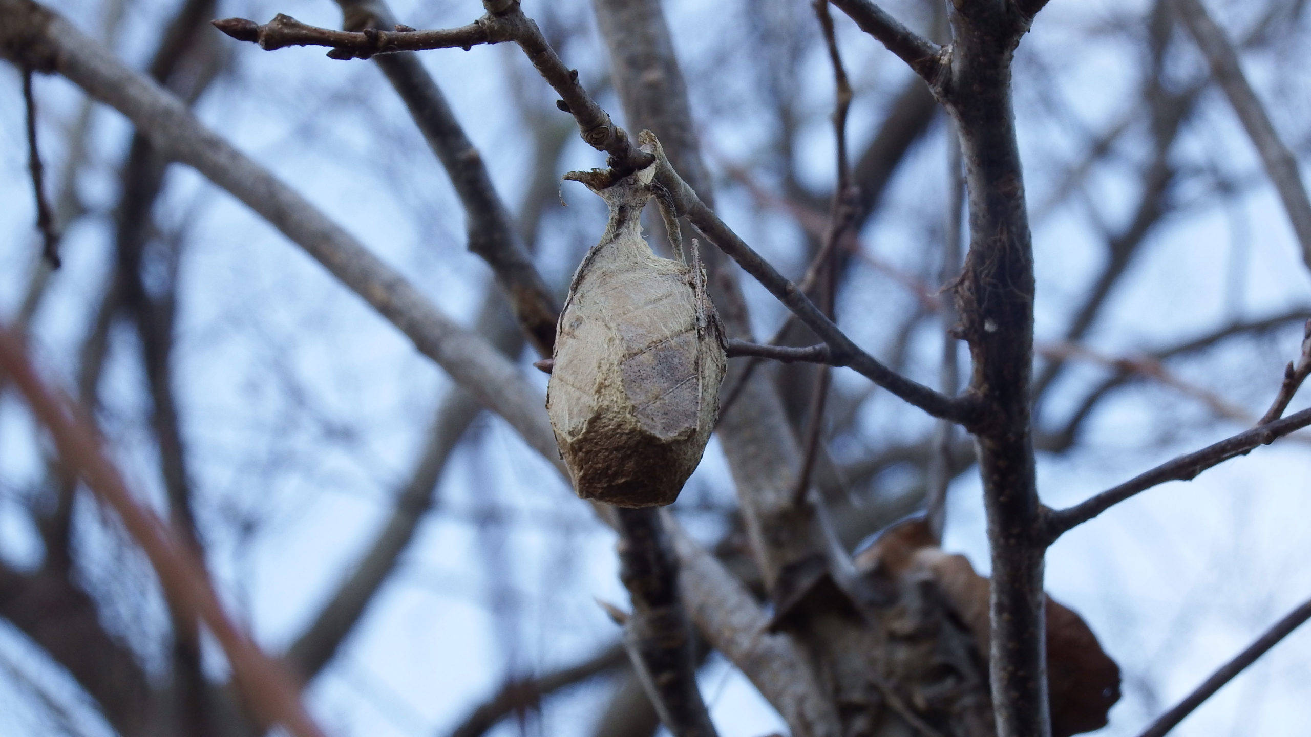 moth 桌布 壁紙 — 一個風化的繭掛在光禿禿的冬季樹枝上，襯著淡藍色的天空。